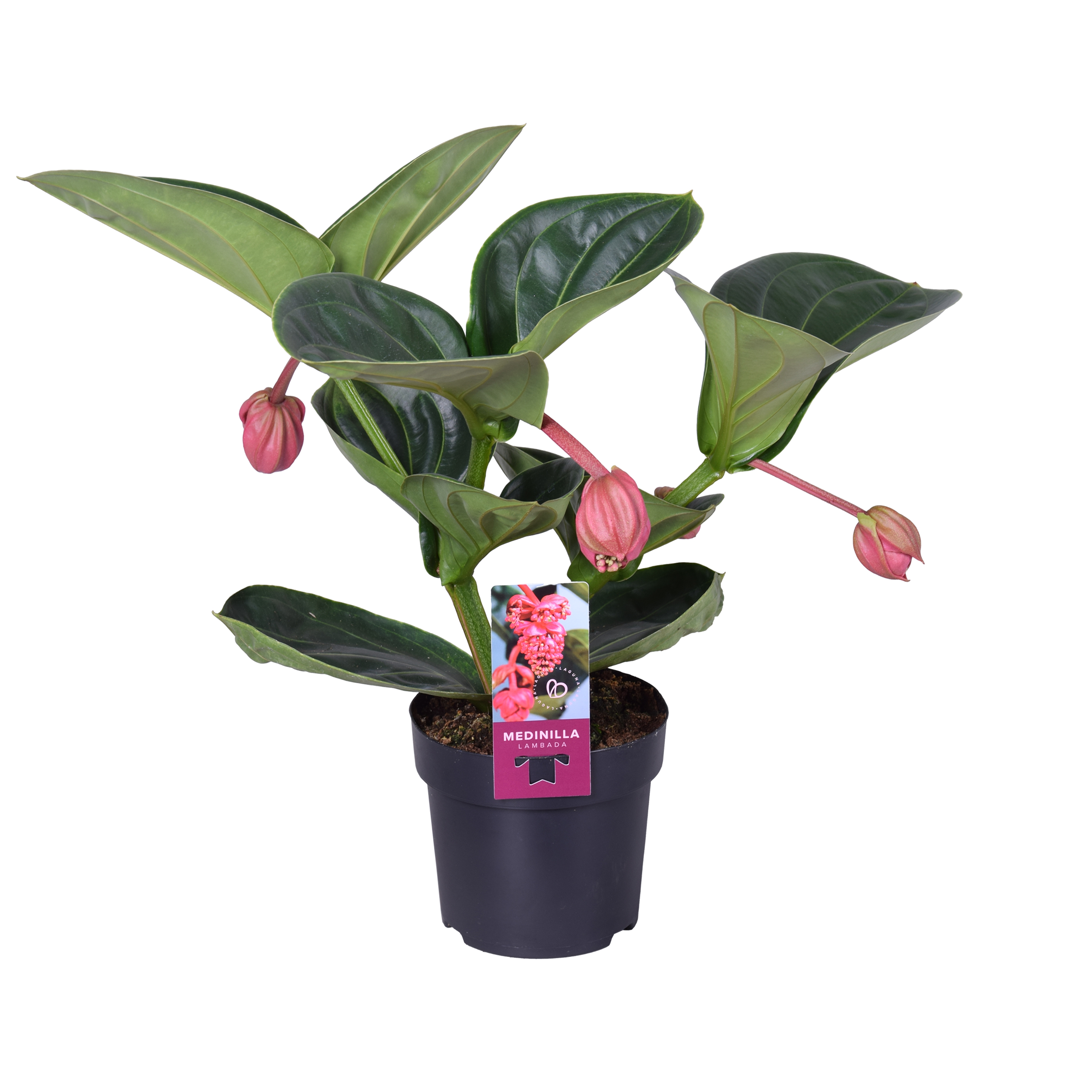 Picture of Medinilla Magnifica Lambada 2 etage 3 buds P14 40CM