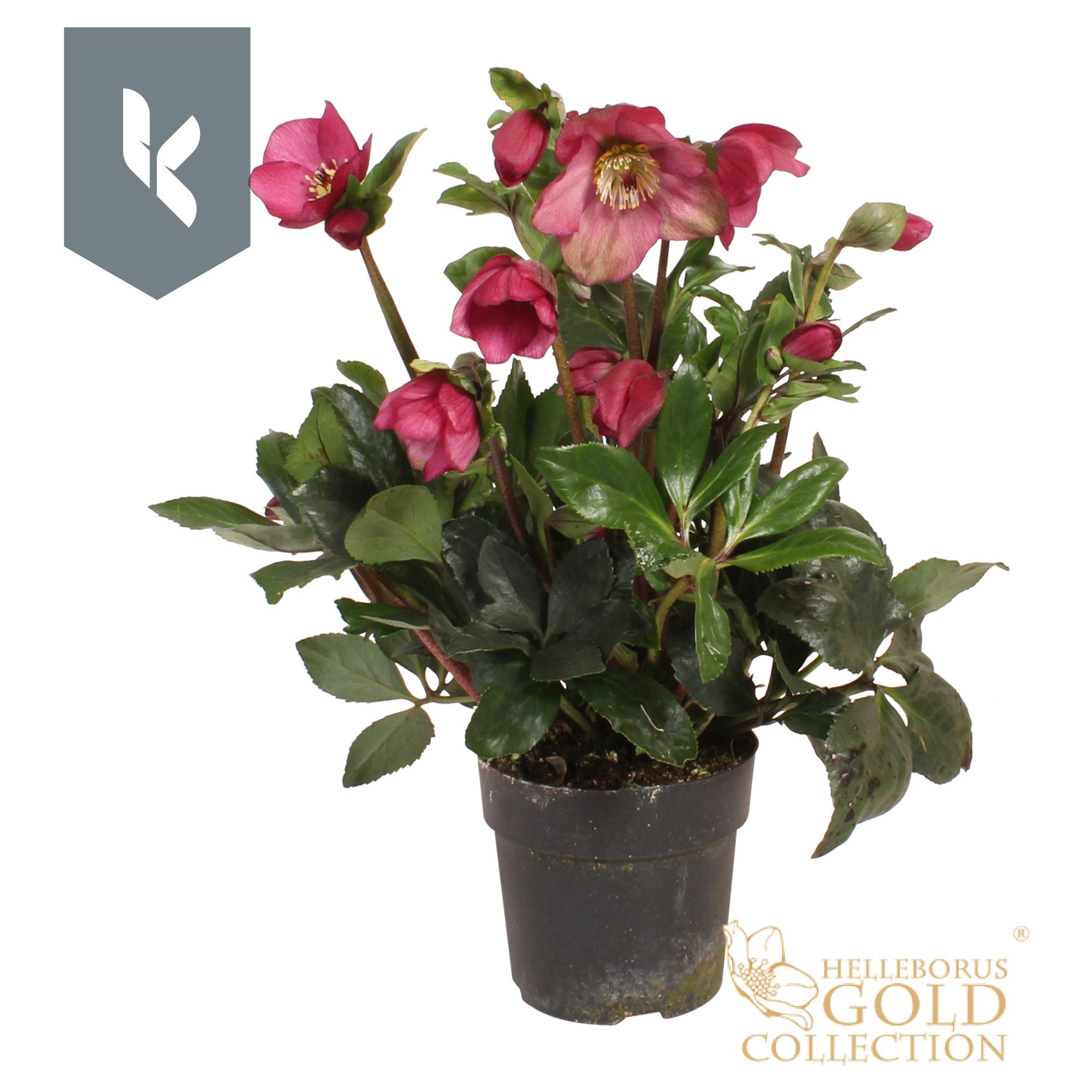 Hgc Helleborus Winter Ballet Karli