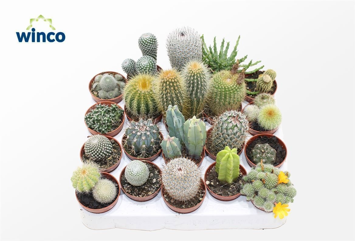 Cactus Gem 505P 12H