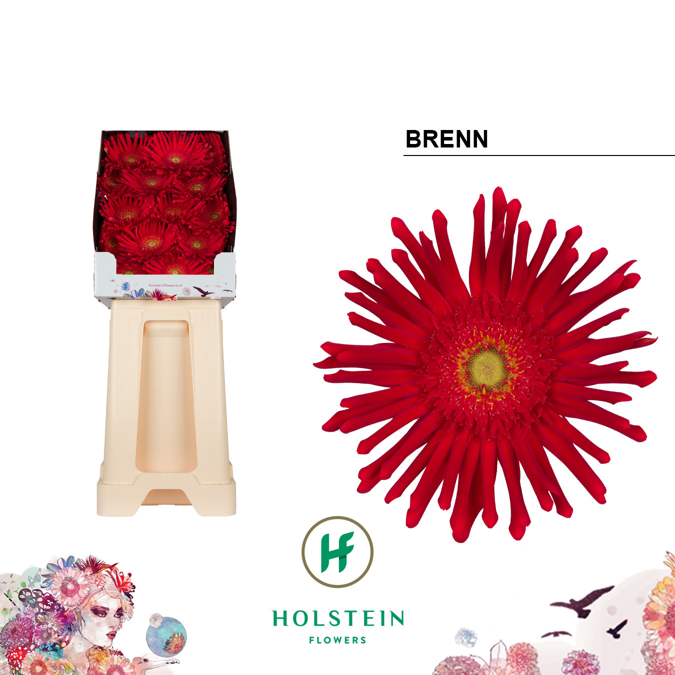 Gerbera Pasta Brenn Diamond