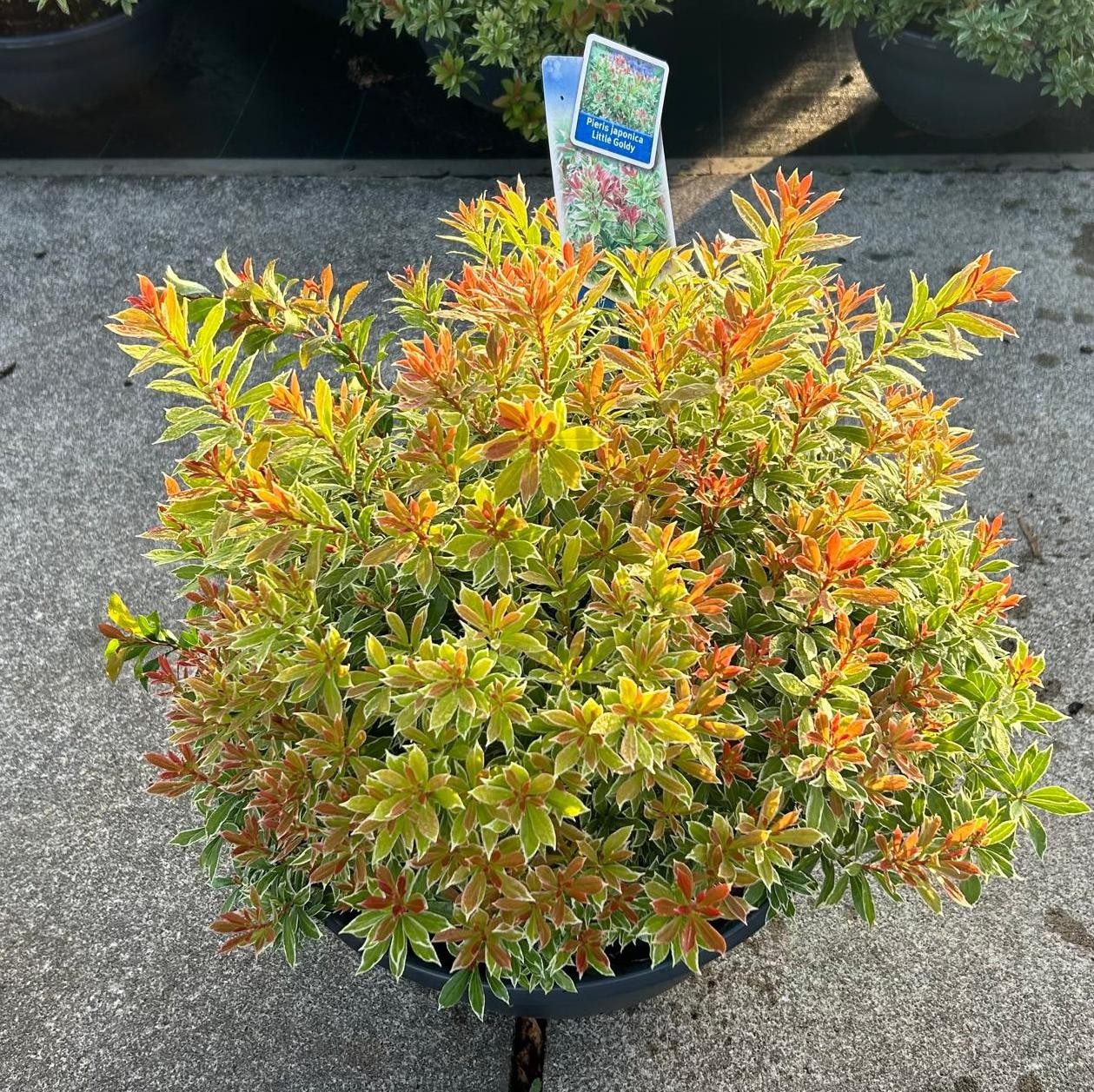 Picture of Pieris jap. Little Goldy P33 BOWL