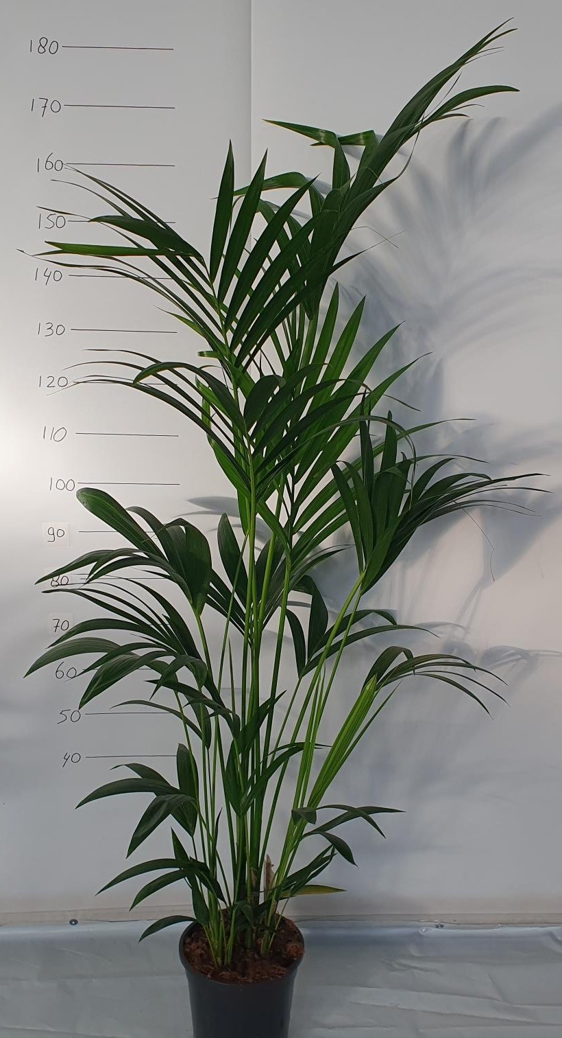 Howea Forsteriana