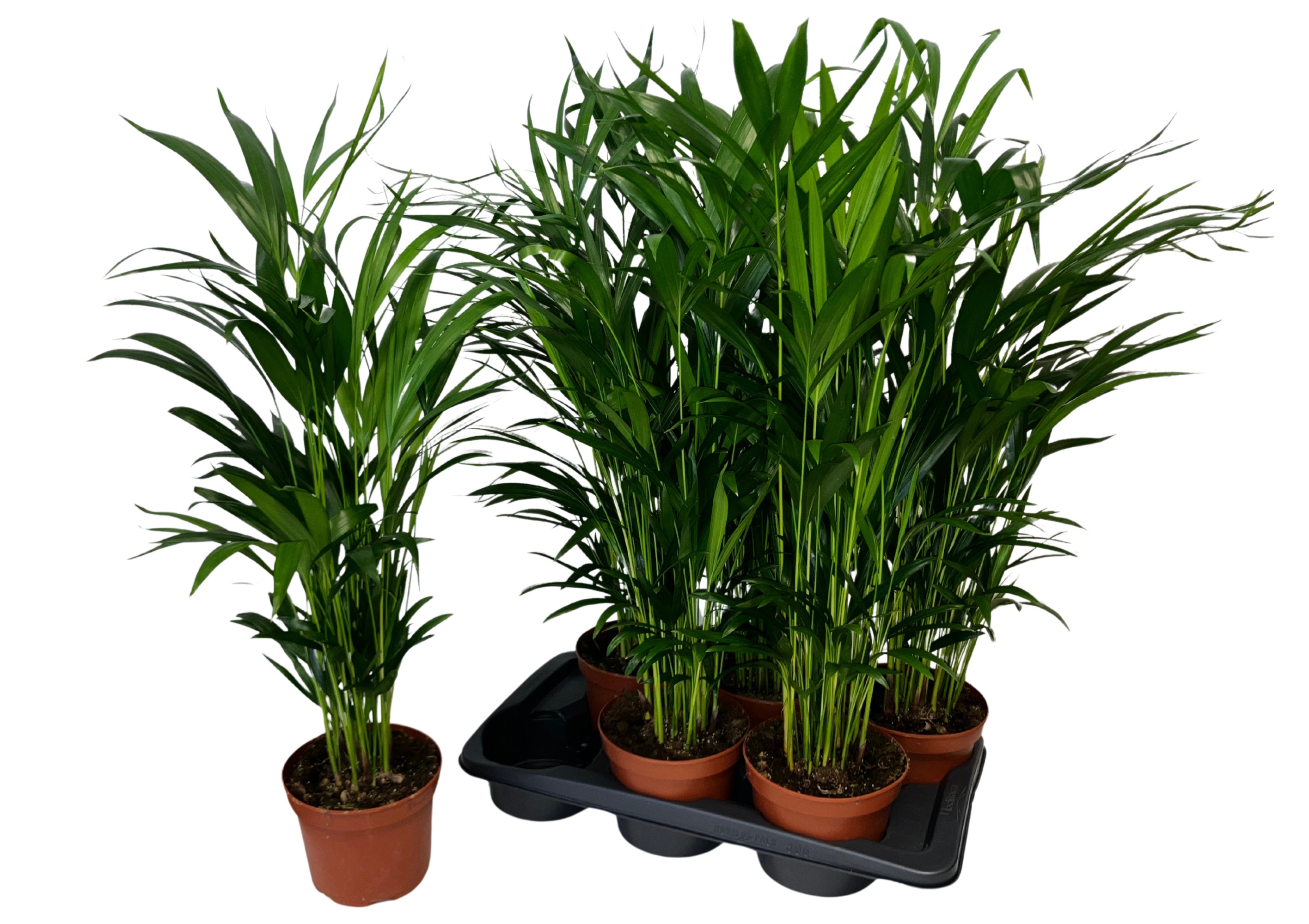 Dypsis Lutescens 17P 85H 20stek