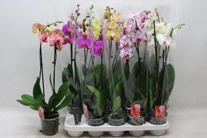 Phal Gem 7 Kl 12P 60H 2TAK 14bloem 23bloei