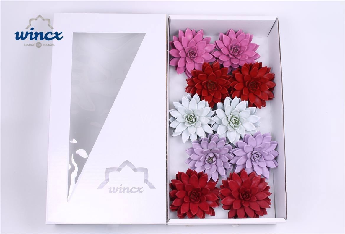 Echeveria Paint Love Mix (wincx) Cutfl