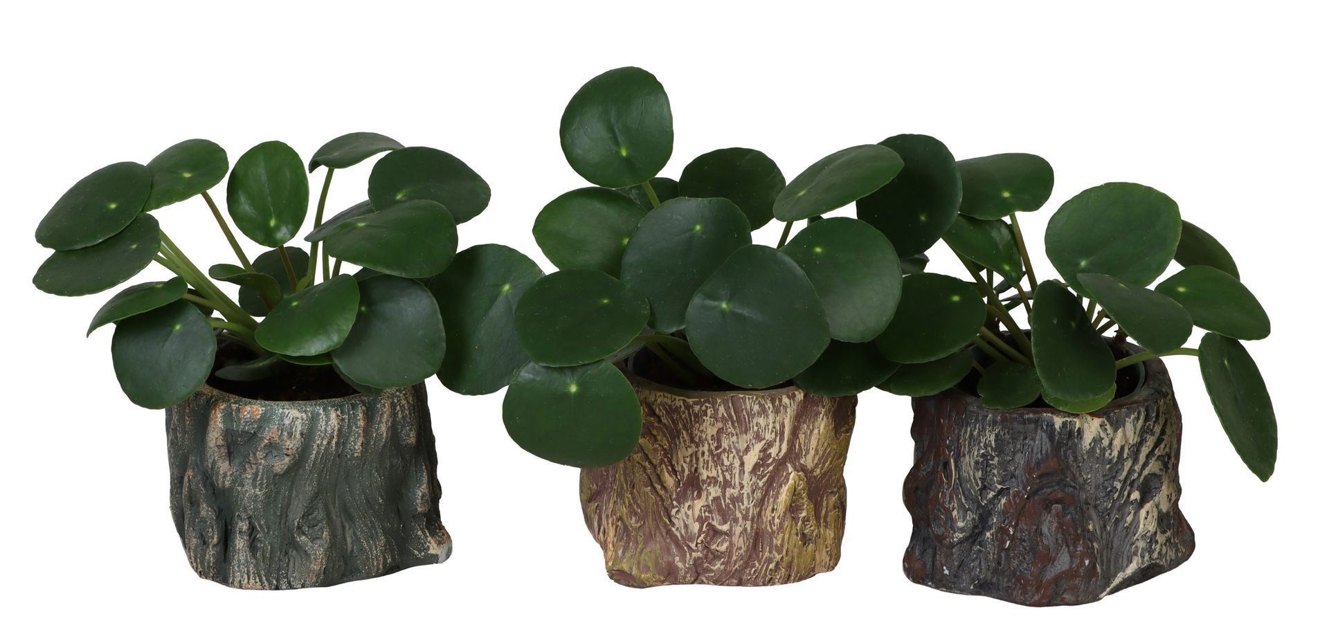 Pilea L 66492 With Pilea Peperomides