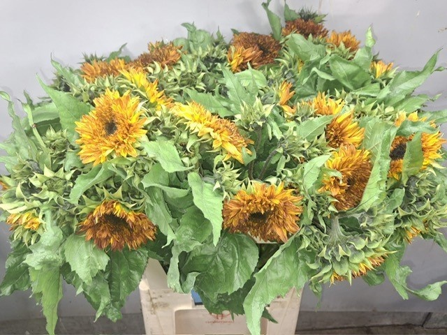 Helianthus 80cm 5Ø