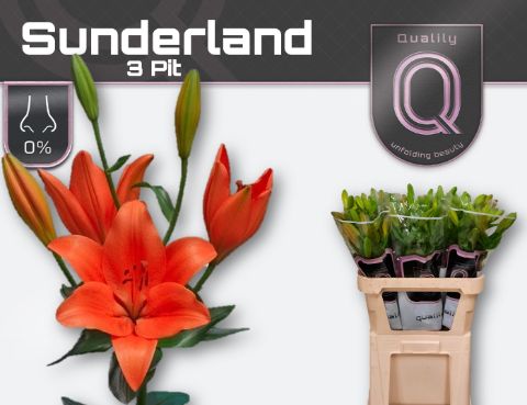 Lilium La Sunderland 80cm 3/5bl