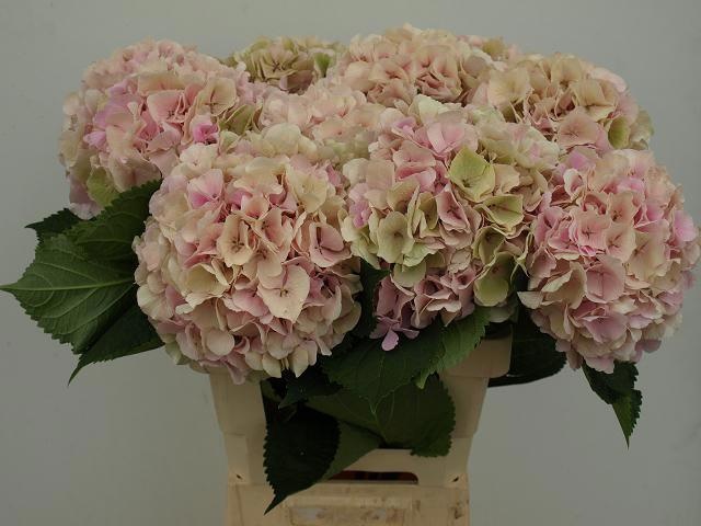 Hydr M Verena Cl