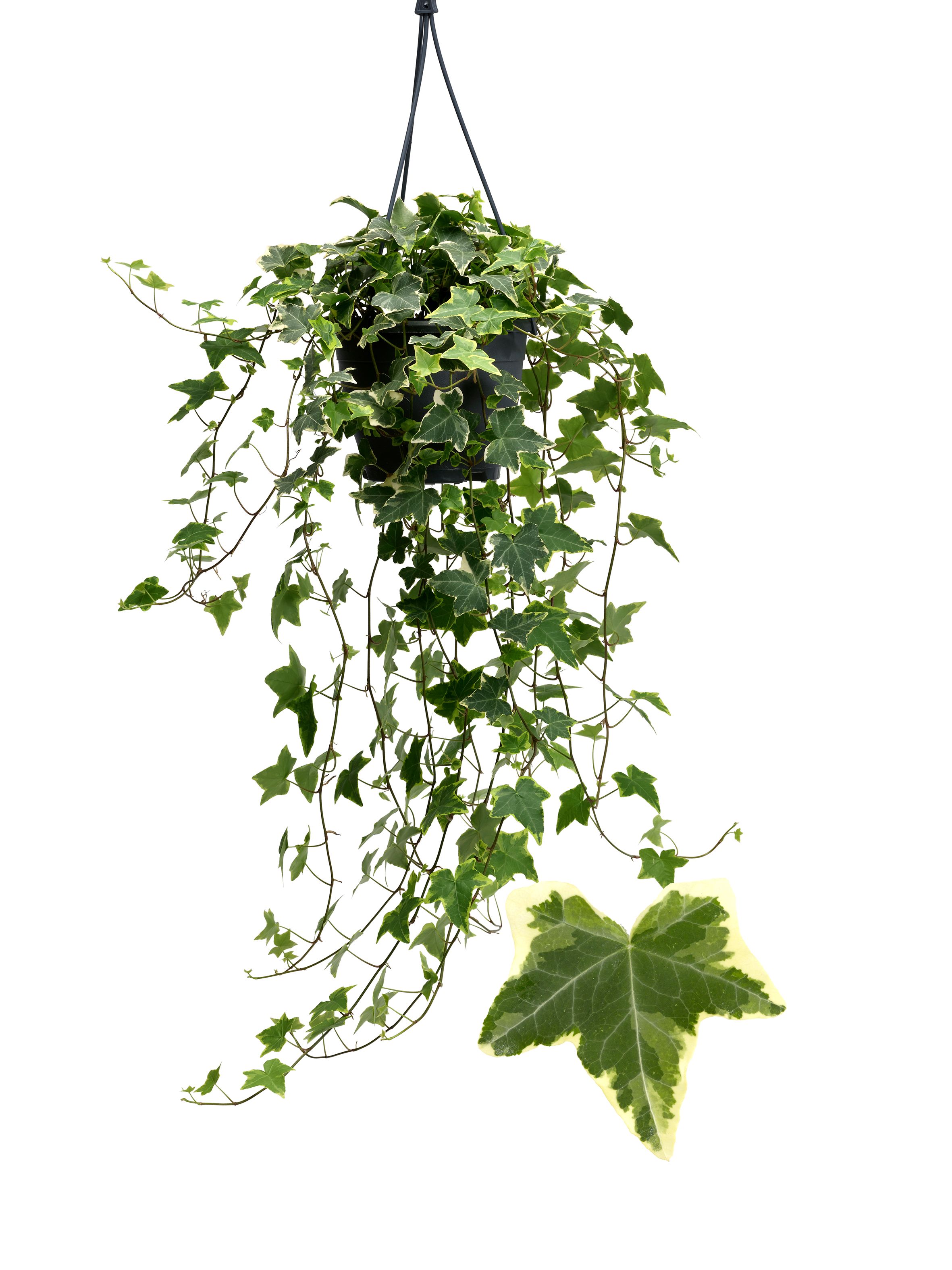 Hedera helix 'Goldchild' | Hamiplant