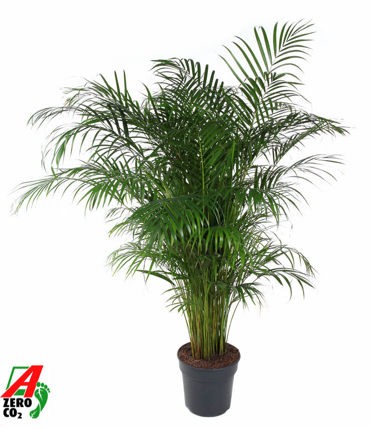 Picture of Dypsis lutescens (Areca) P31 150CM (LOOSE)