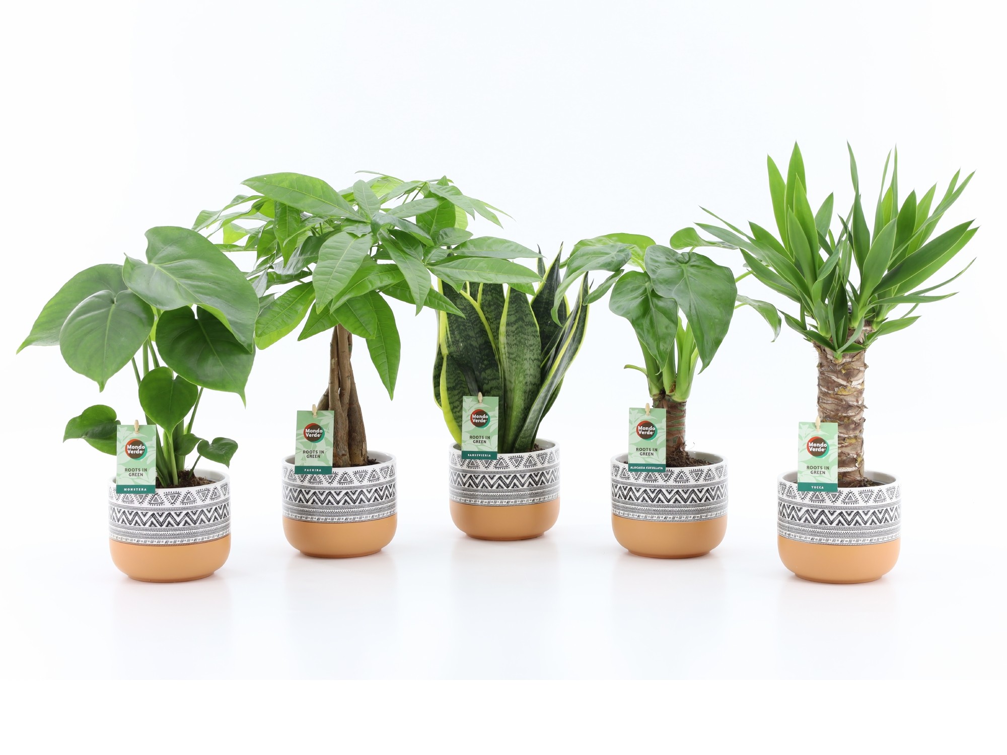 Picture of Houseplants Tropic varieties in New Azteca ceramic P13 35CM