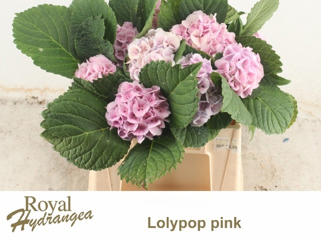 Hydrangea Lollypop Lavender 40cm 12Ø
