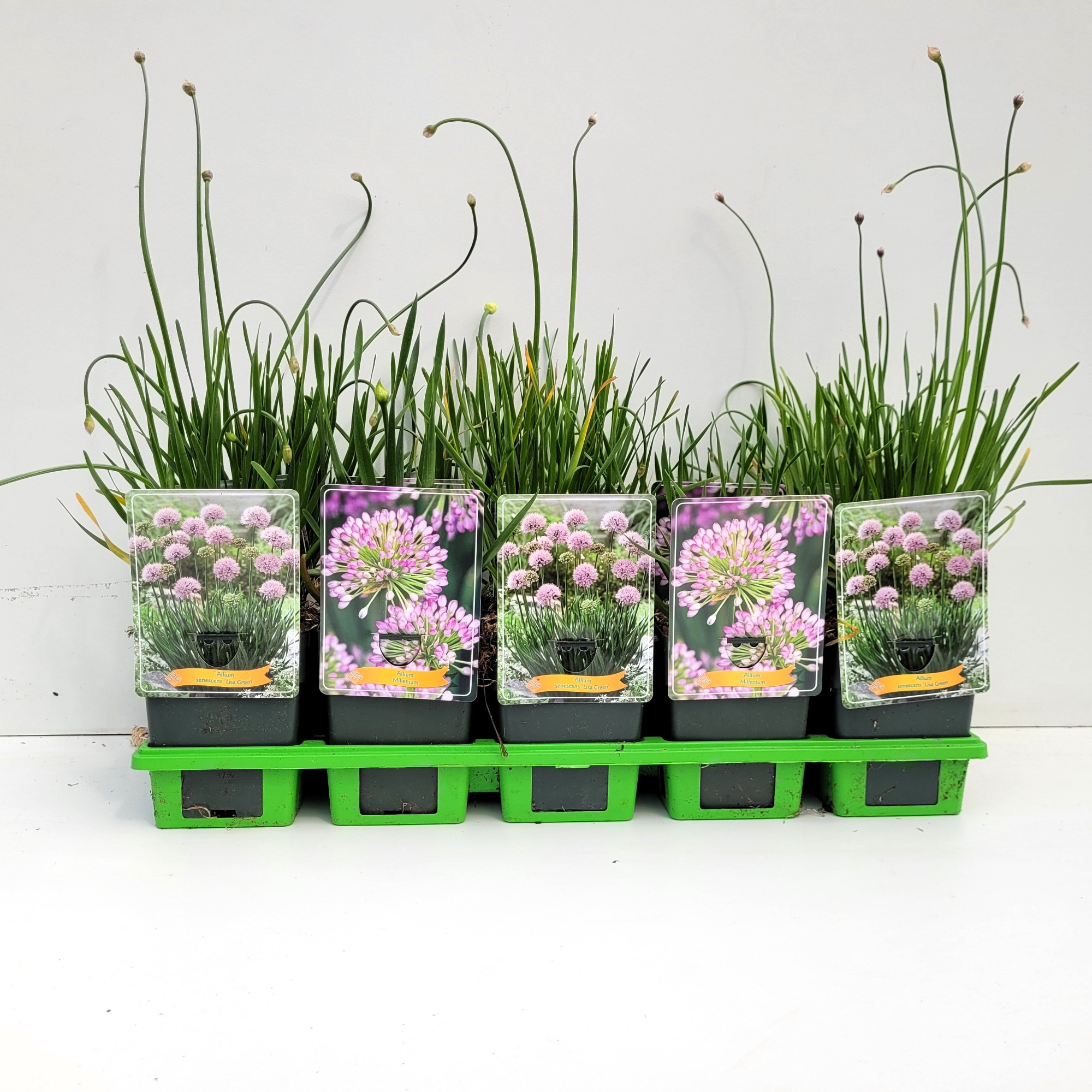 Picture of Allium mix shelve P11