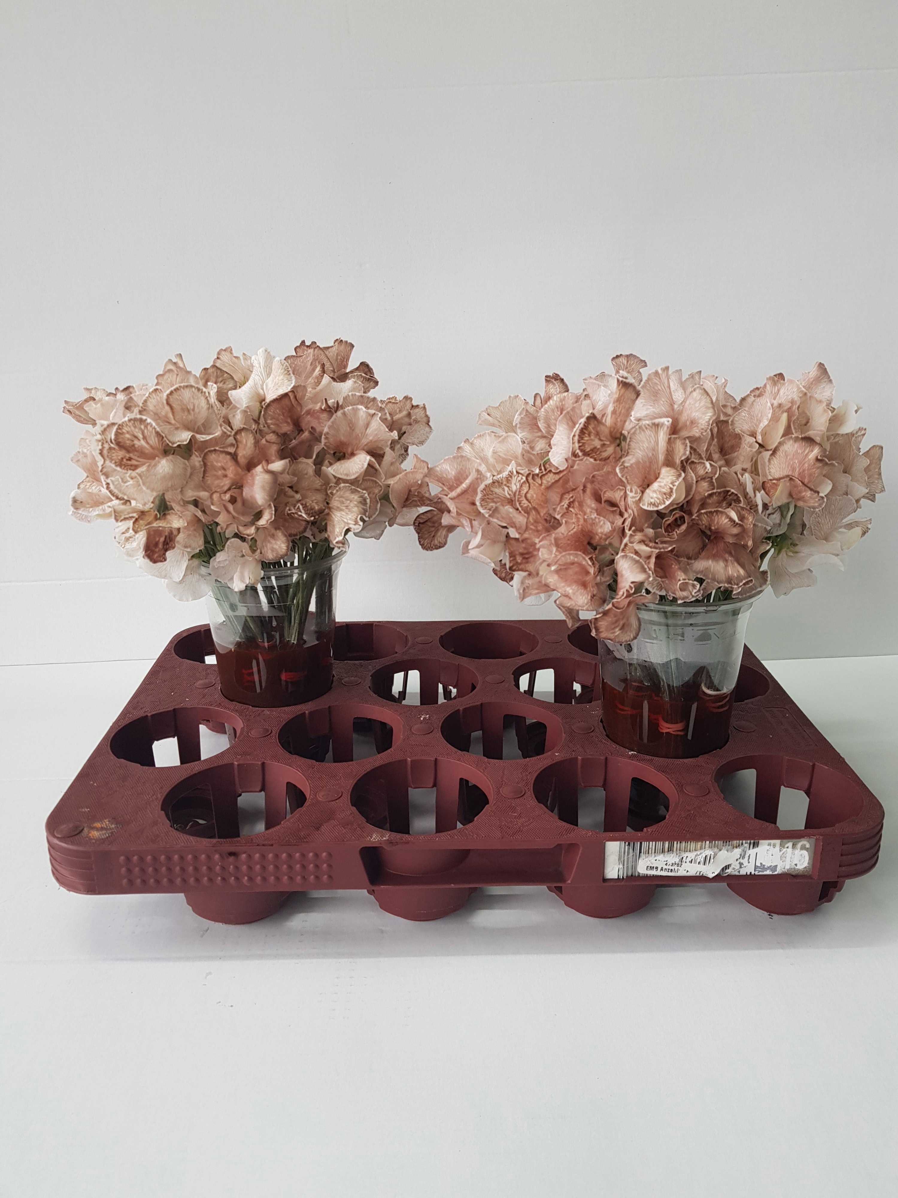 Lathyr Parfum Klb H% 20cm