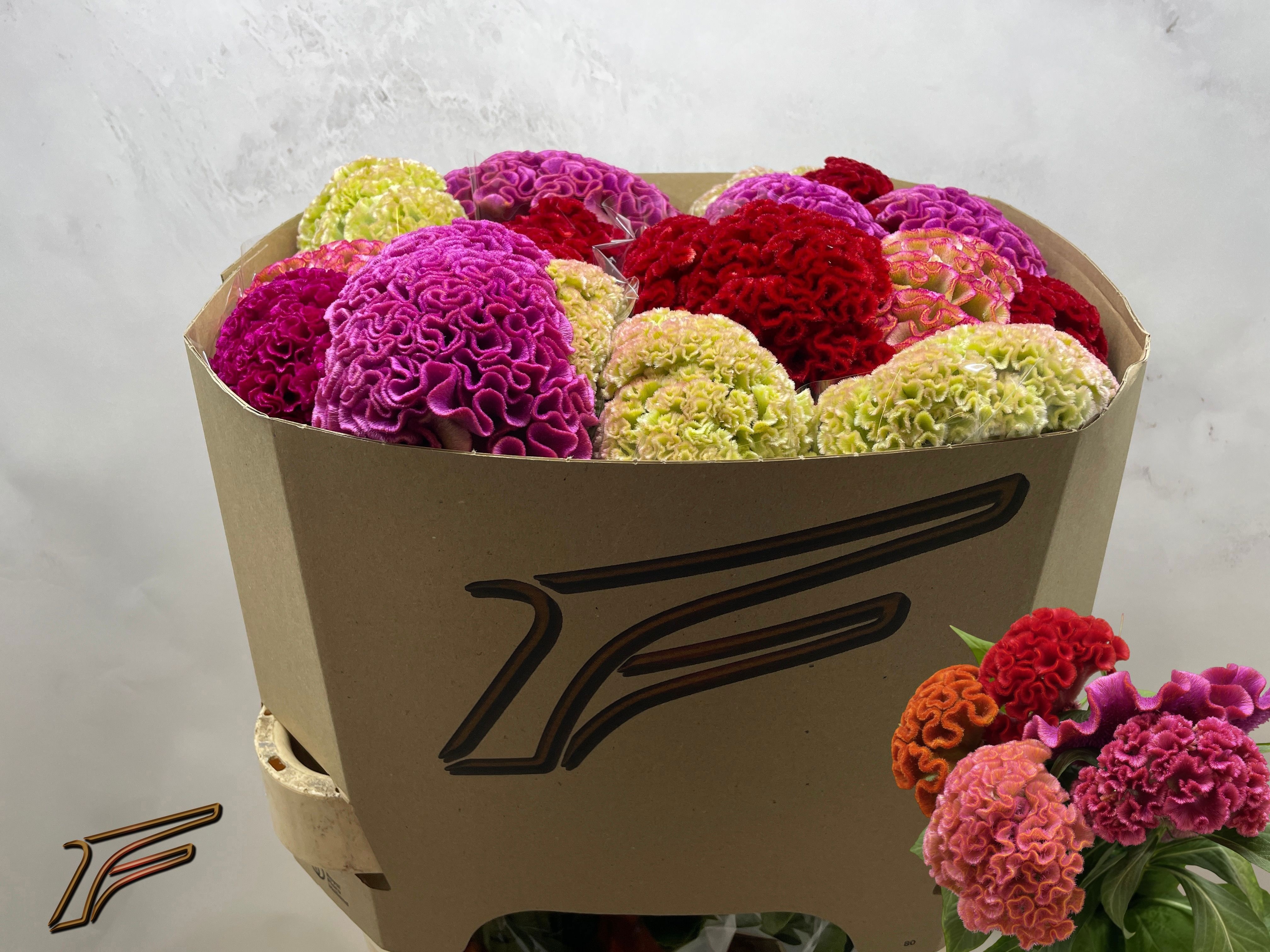 Celosia Act Mixed 80cm