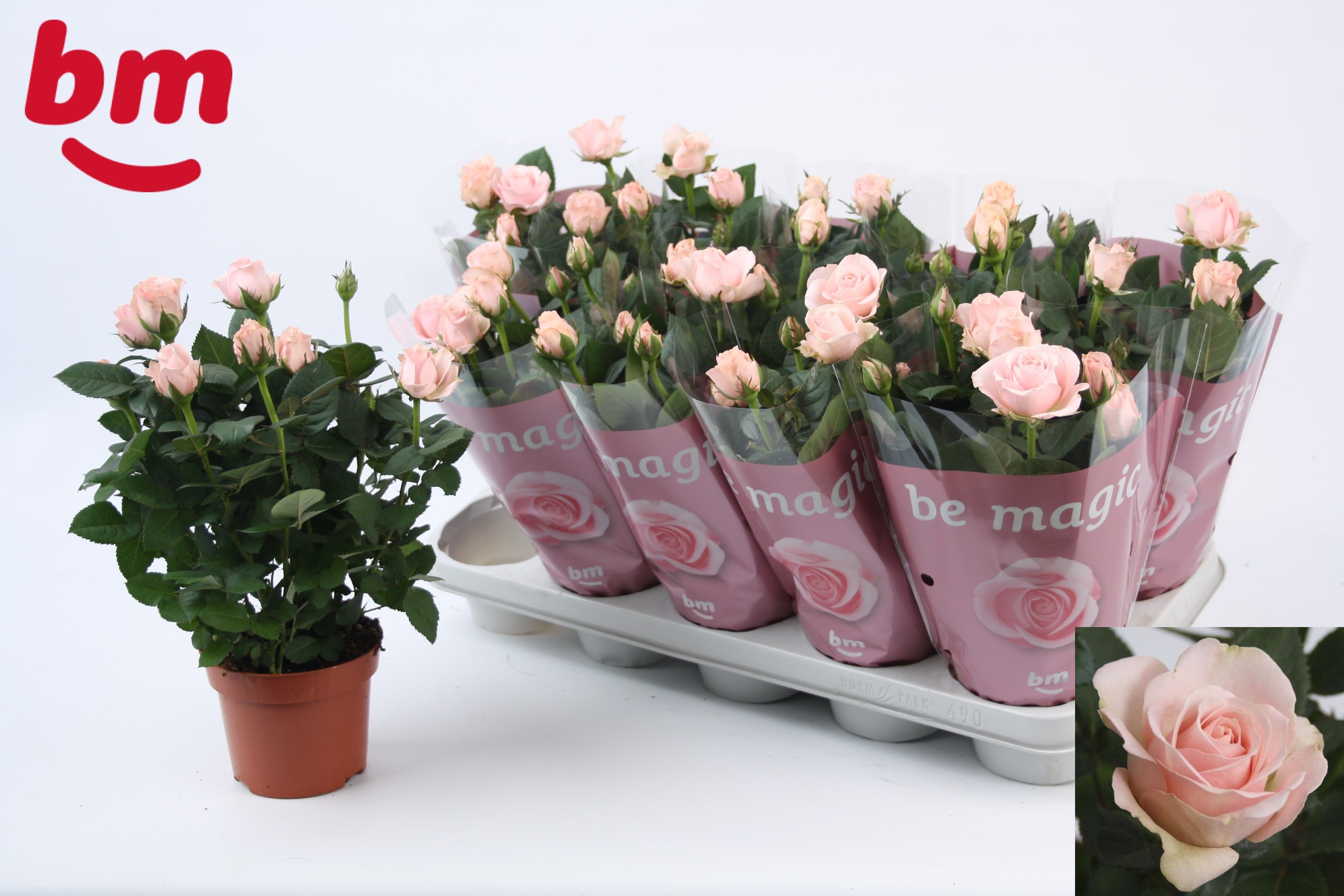 Ro L Pink B Monde