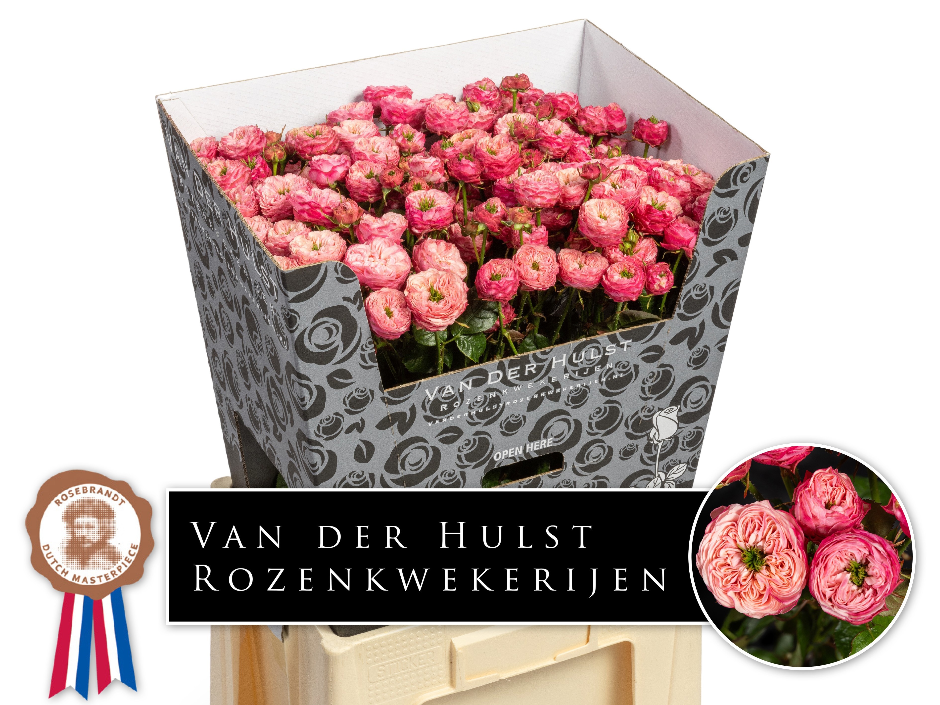 Rosa Spr Royal Blu Fancy 70cm