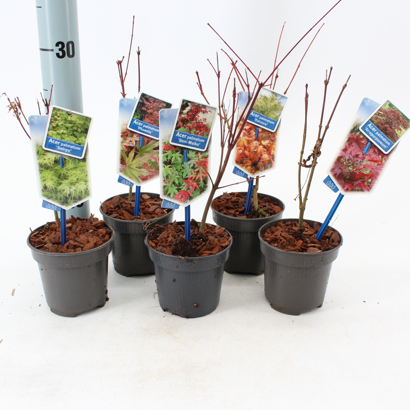 Picture of Acer palmatum in varieties (minimale order one layer)