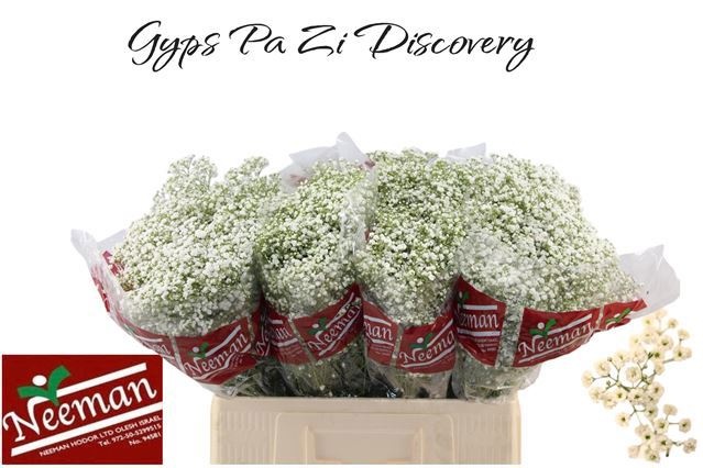 Gypsophila Discovery 60cm 20gram