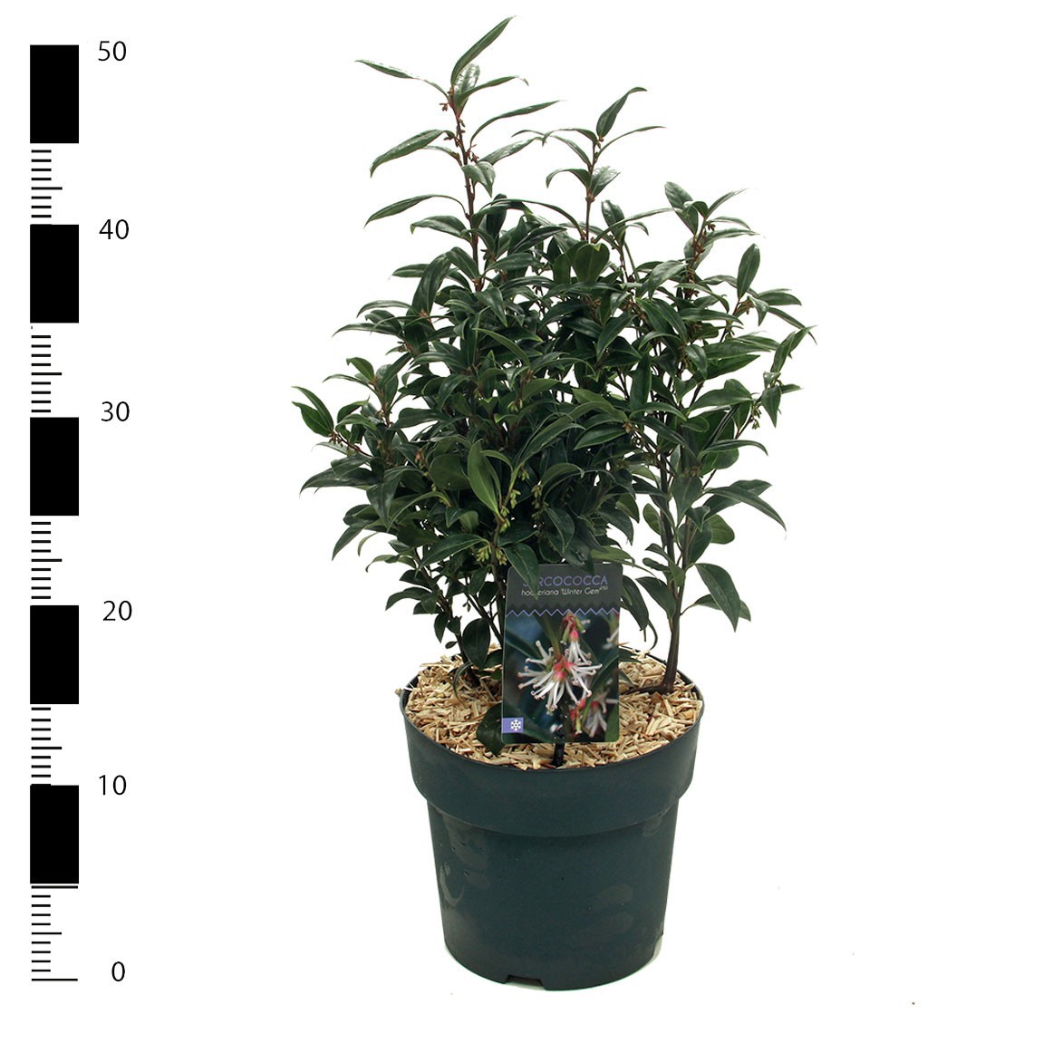 Picture of Sarcococca 'Winter Gem'
