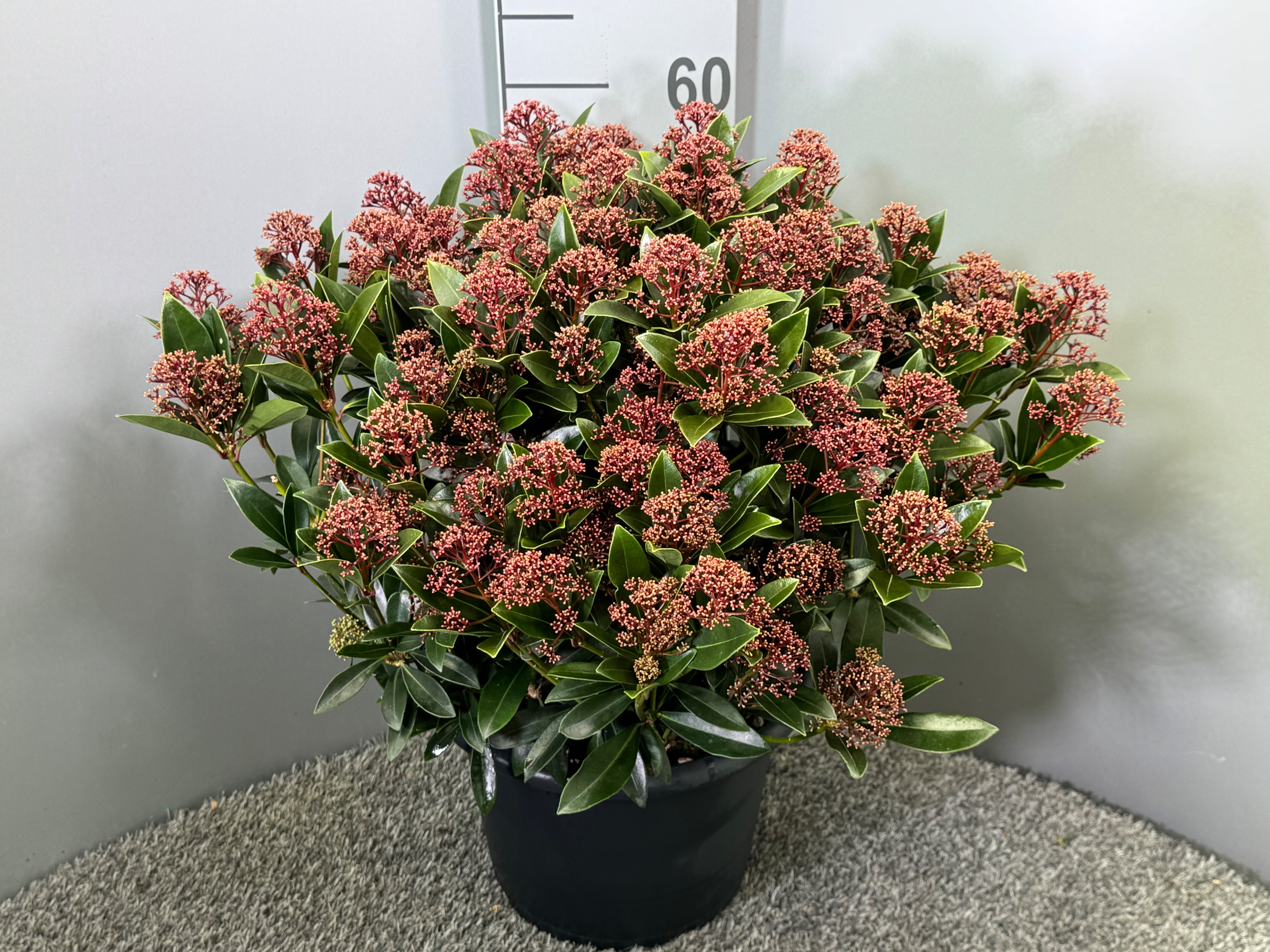 Picture of Skimmia japonica Antarctica P29 (10 Ltr) (LOOSE)