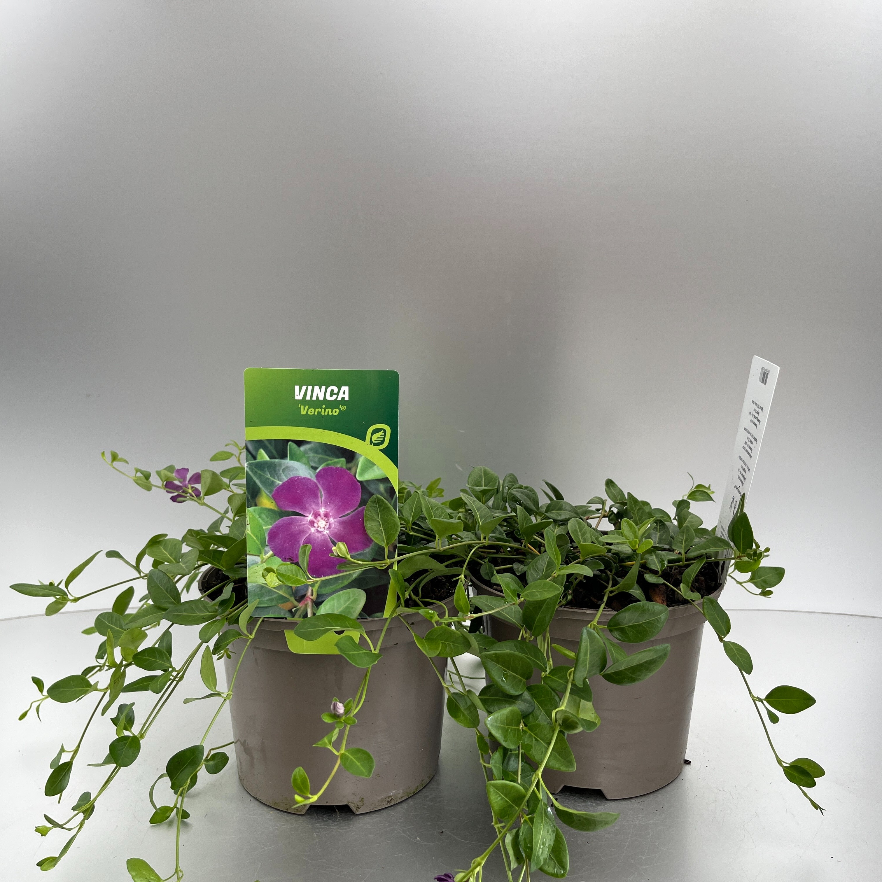 Picture of Vinca minor Verino P17 (2 Ltr)