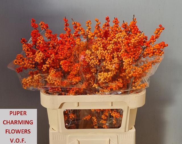 Ilex Winter Gold 80cm