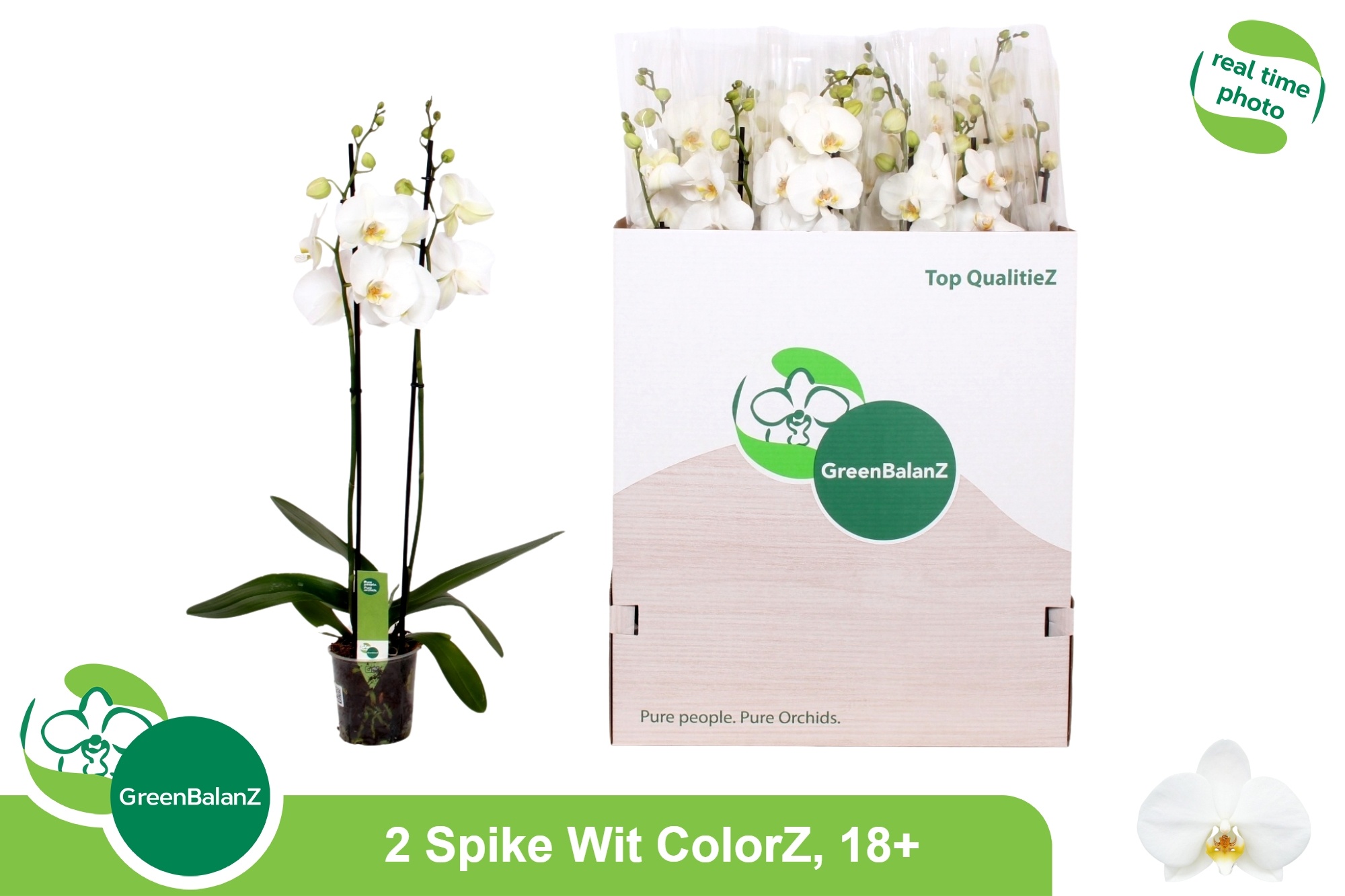 Phalaenopsis White 2 Stem 12Ø 75cm