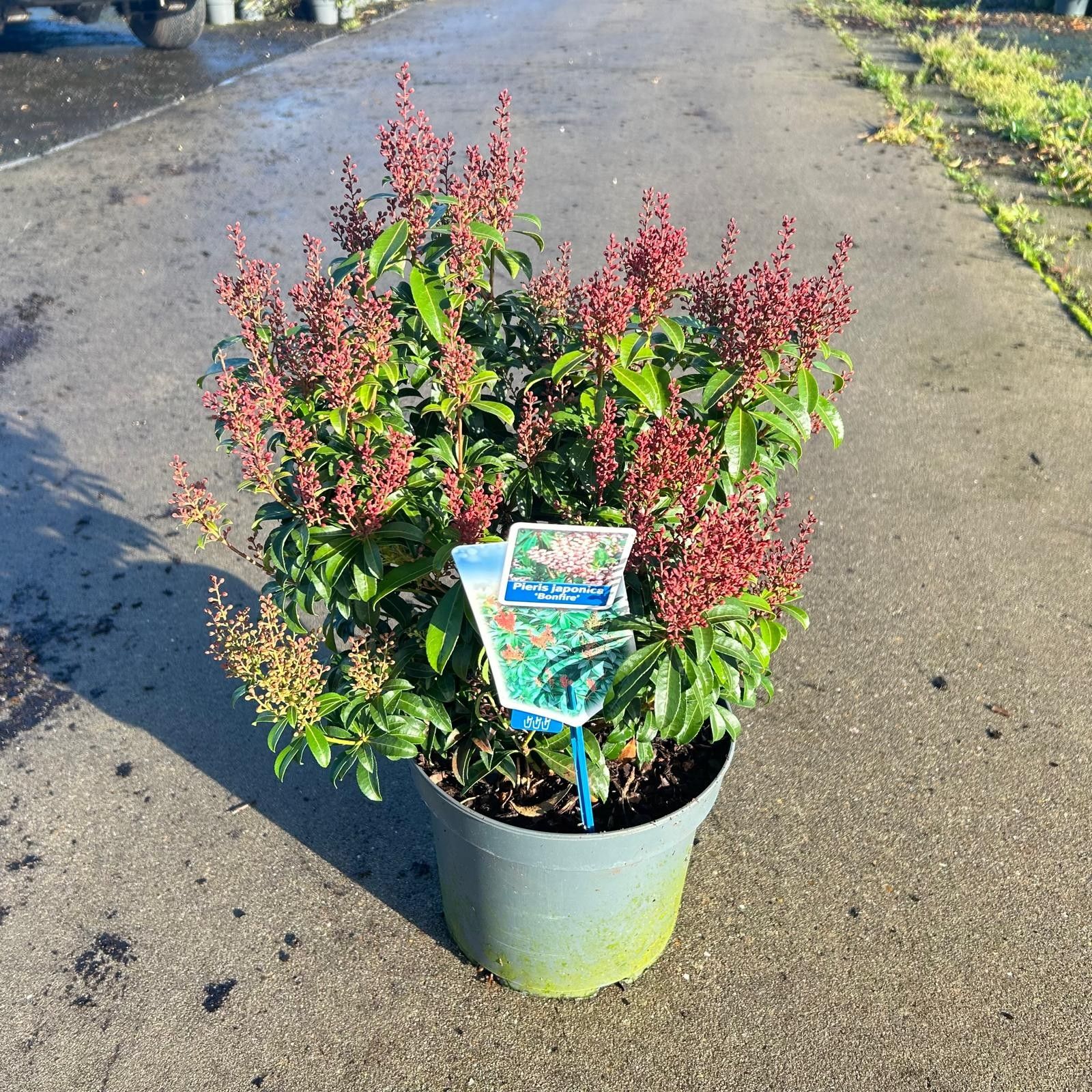 Picture of Pieris jap. 'Bonfire'