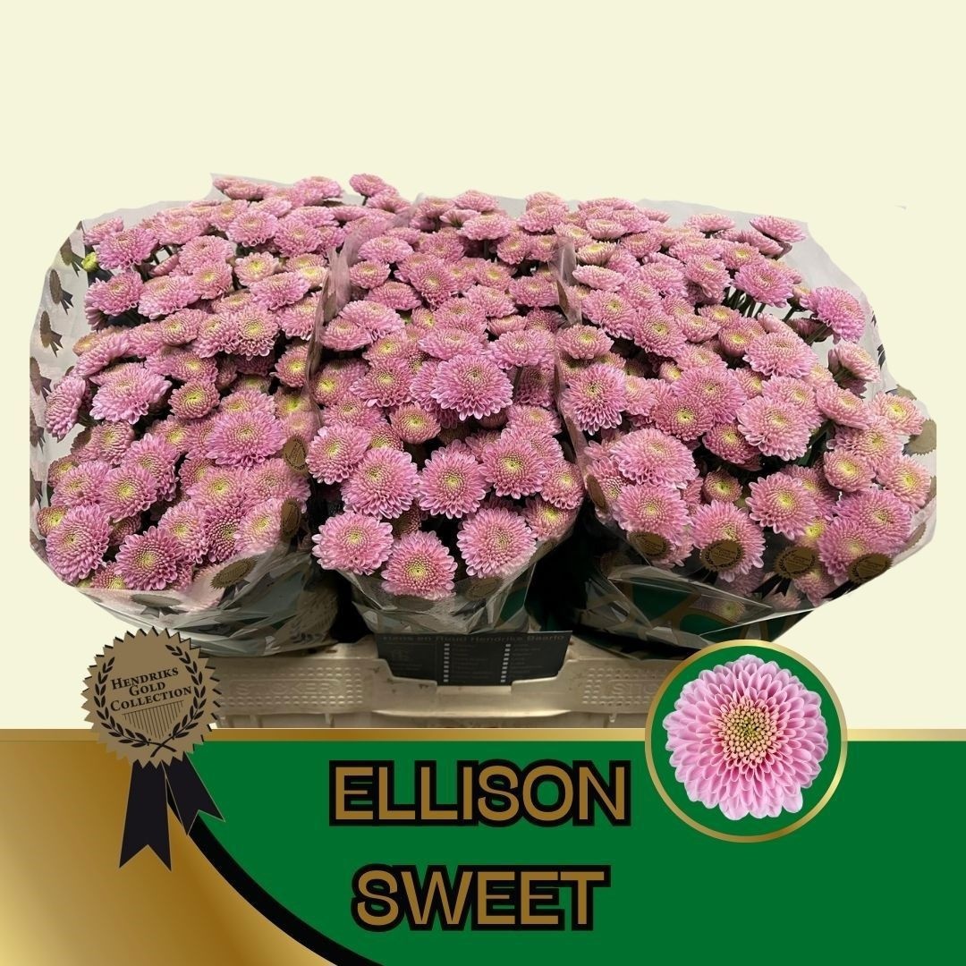 Chr S Ellison Sweet