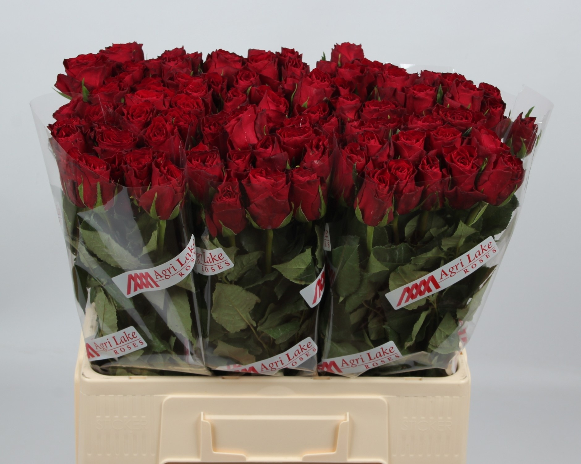 Rosa Madam Red 60cm