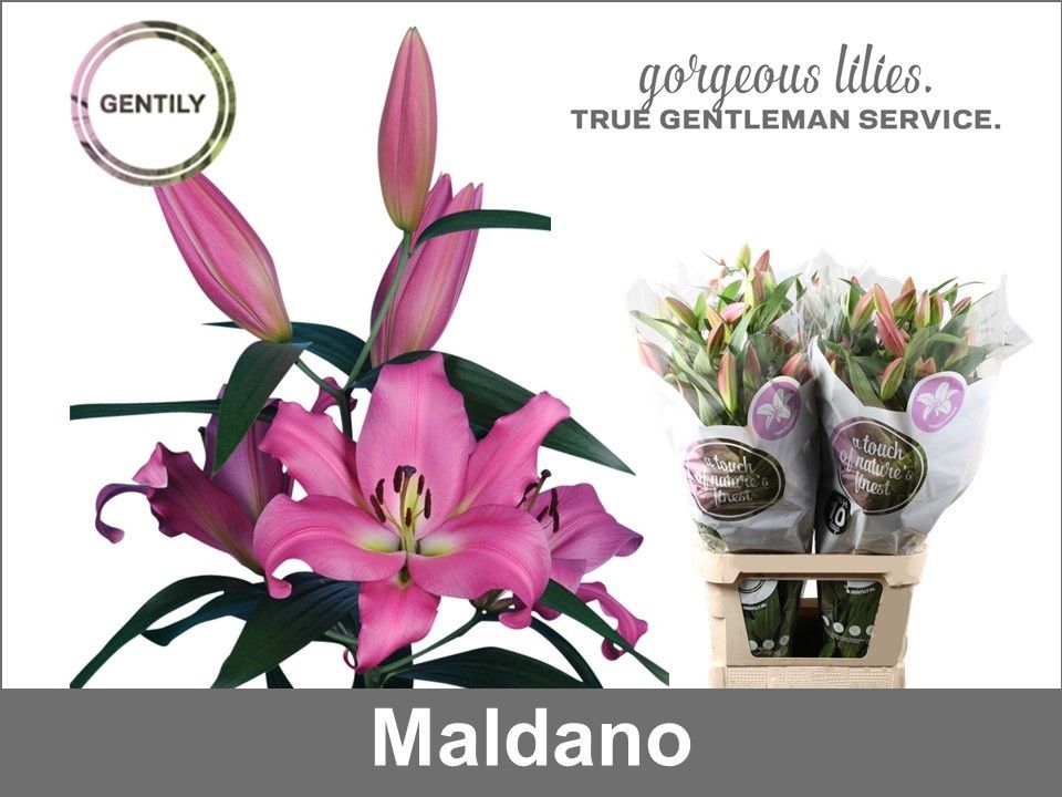 Li Ot Maldano