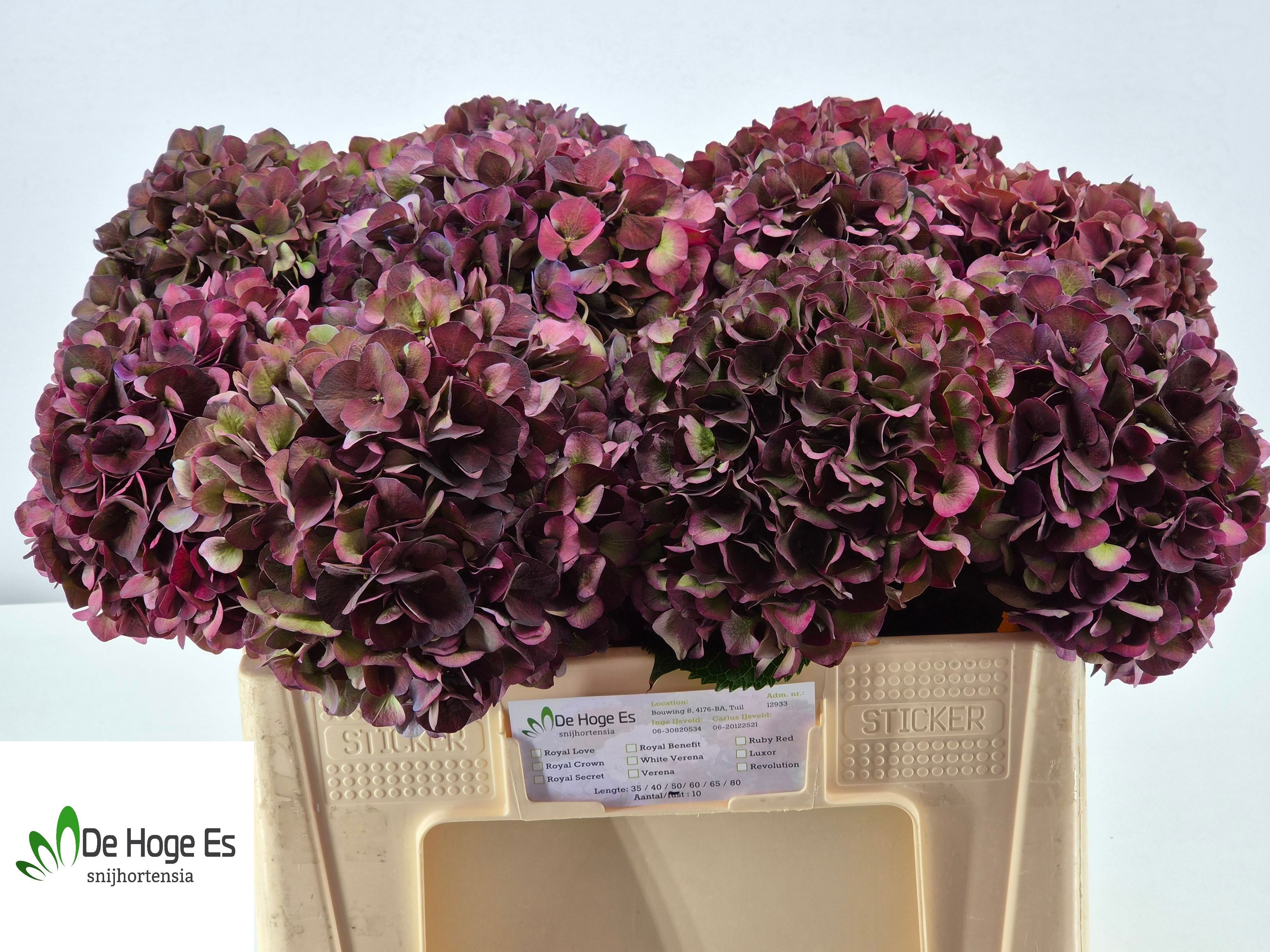 Hydrangea Ruby Choco 50cm 18Ø