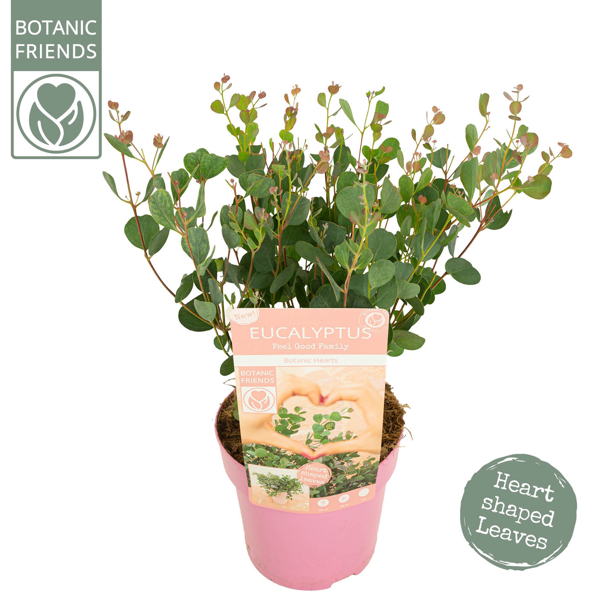 Picture of Eucalyptus websteriana 'Botanic Hearts'