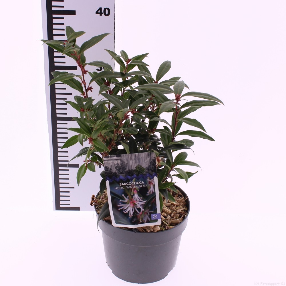 Picture of Sarcococca Winter Gem