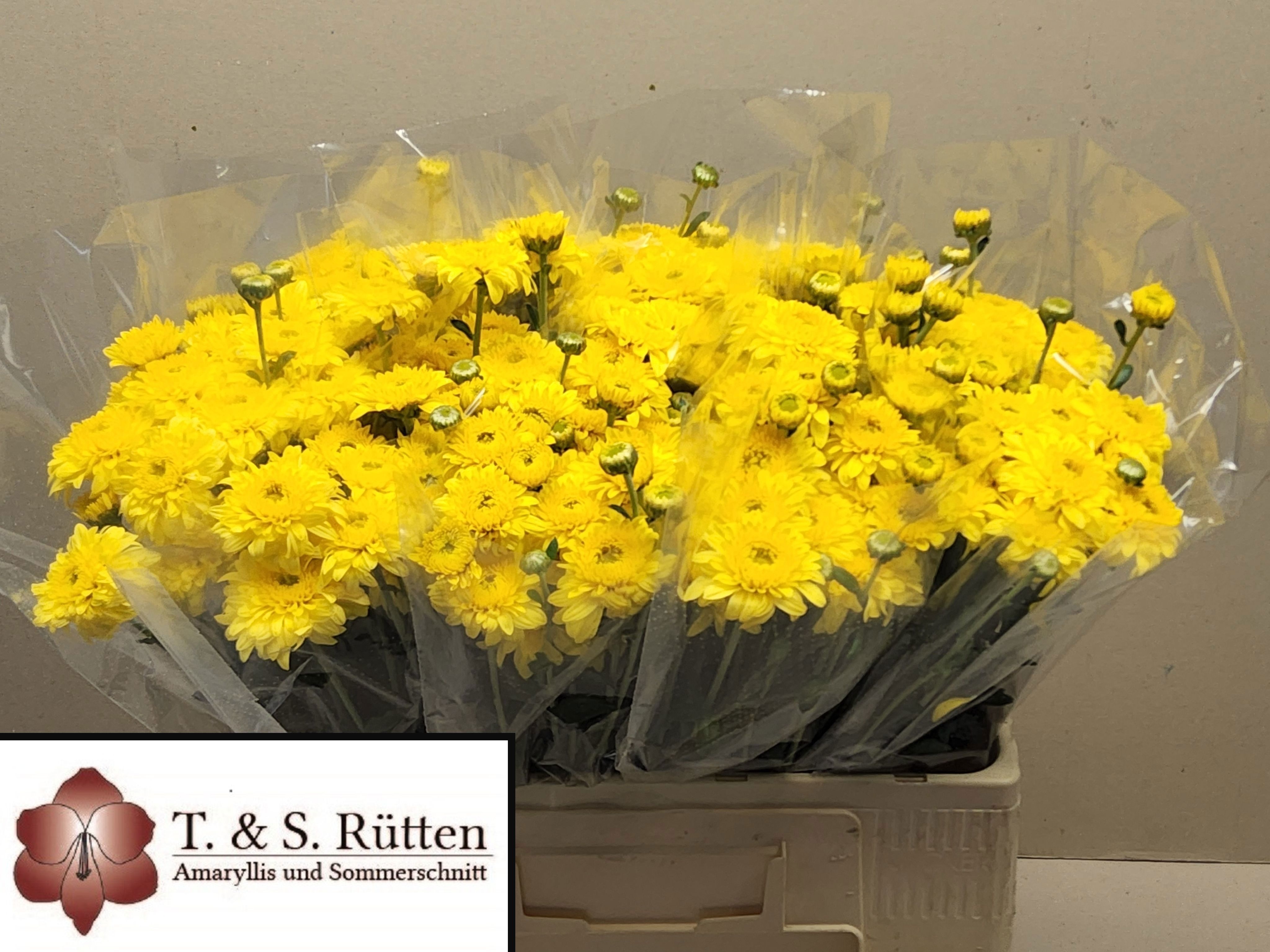 Chrysant Tbu Beppie Ylw 50cm 40gram