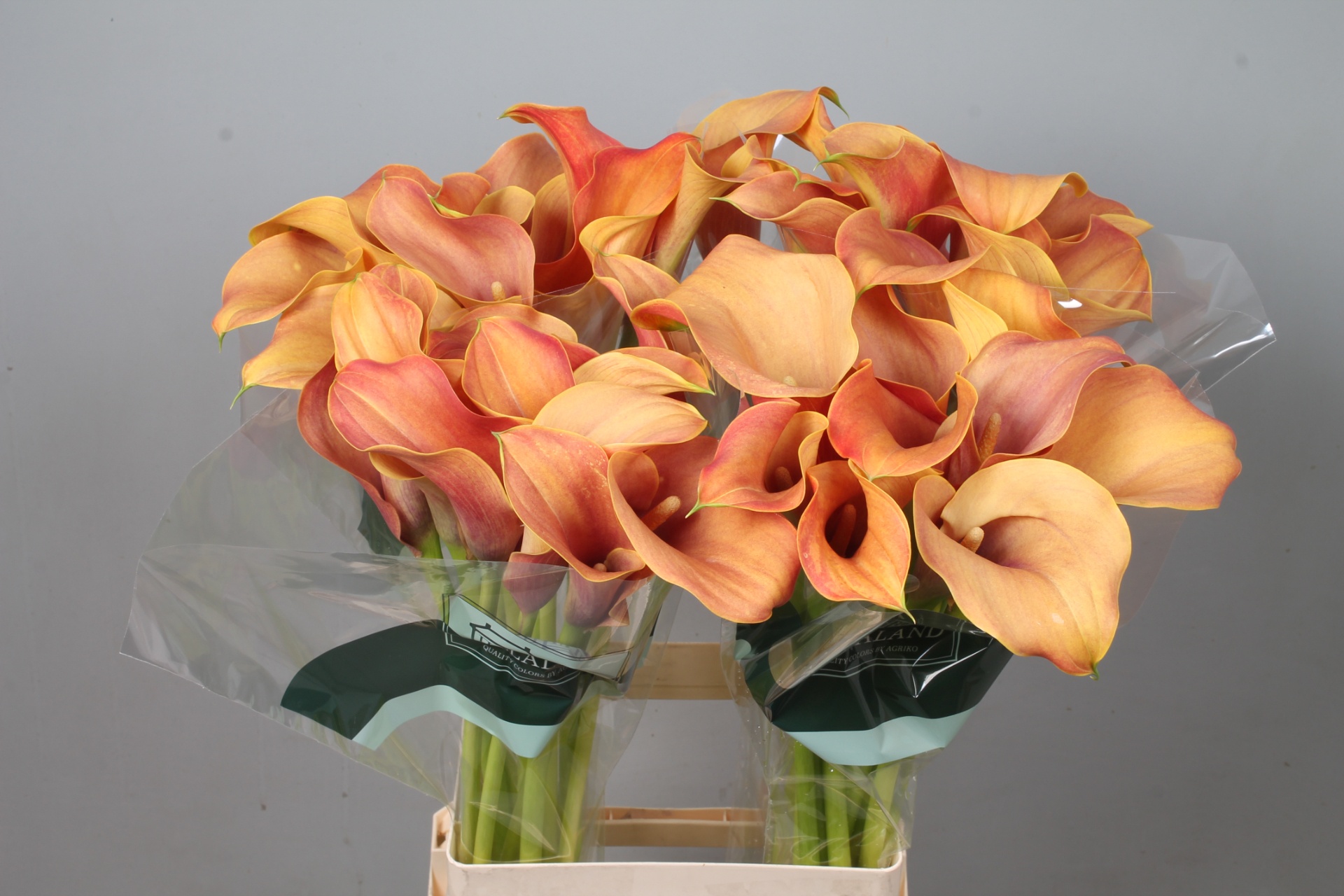 Calla Callista 70cm