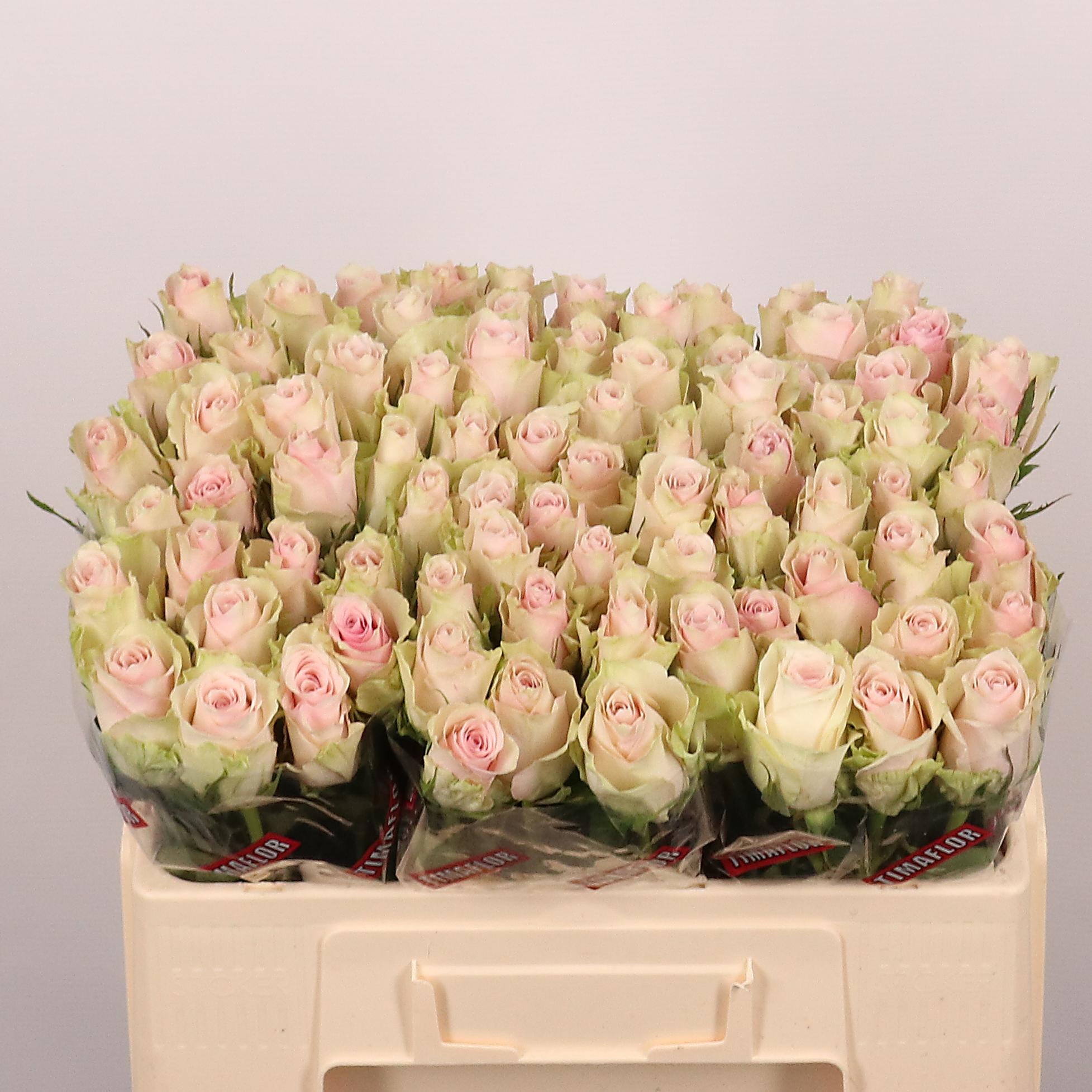 Rosa Pink Athena 50cm