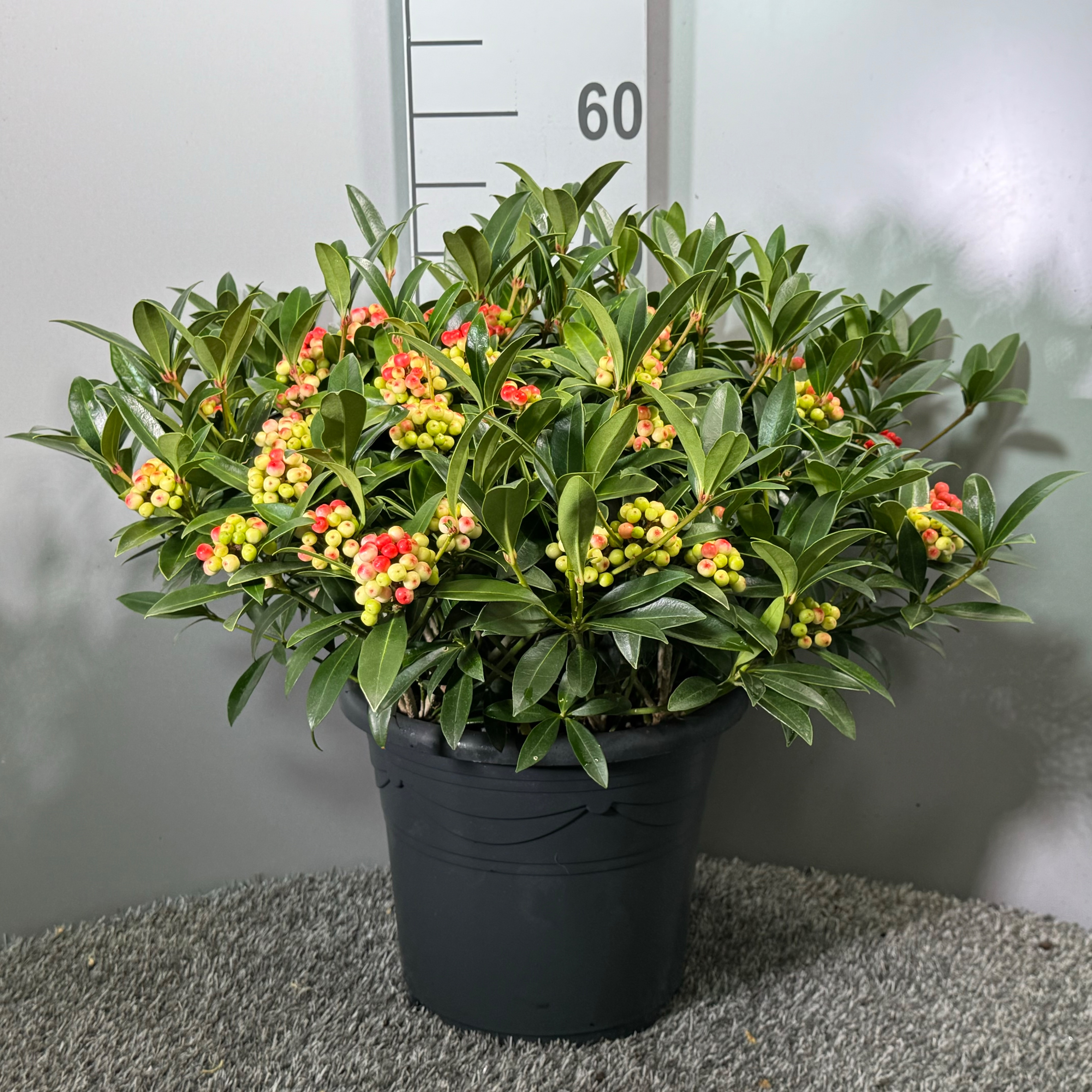 Picture of Skimmia japonica 'Red Berry Bee'