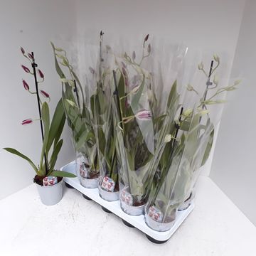 Miltonia mix 1 tak