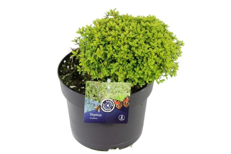 Thymus citriodorus 'Aureus'