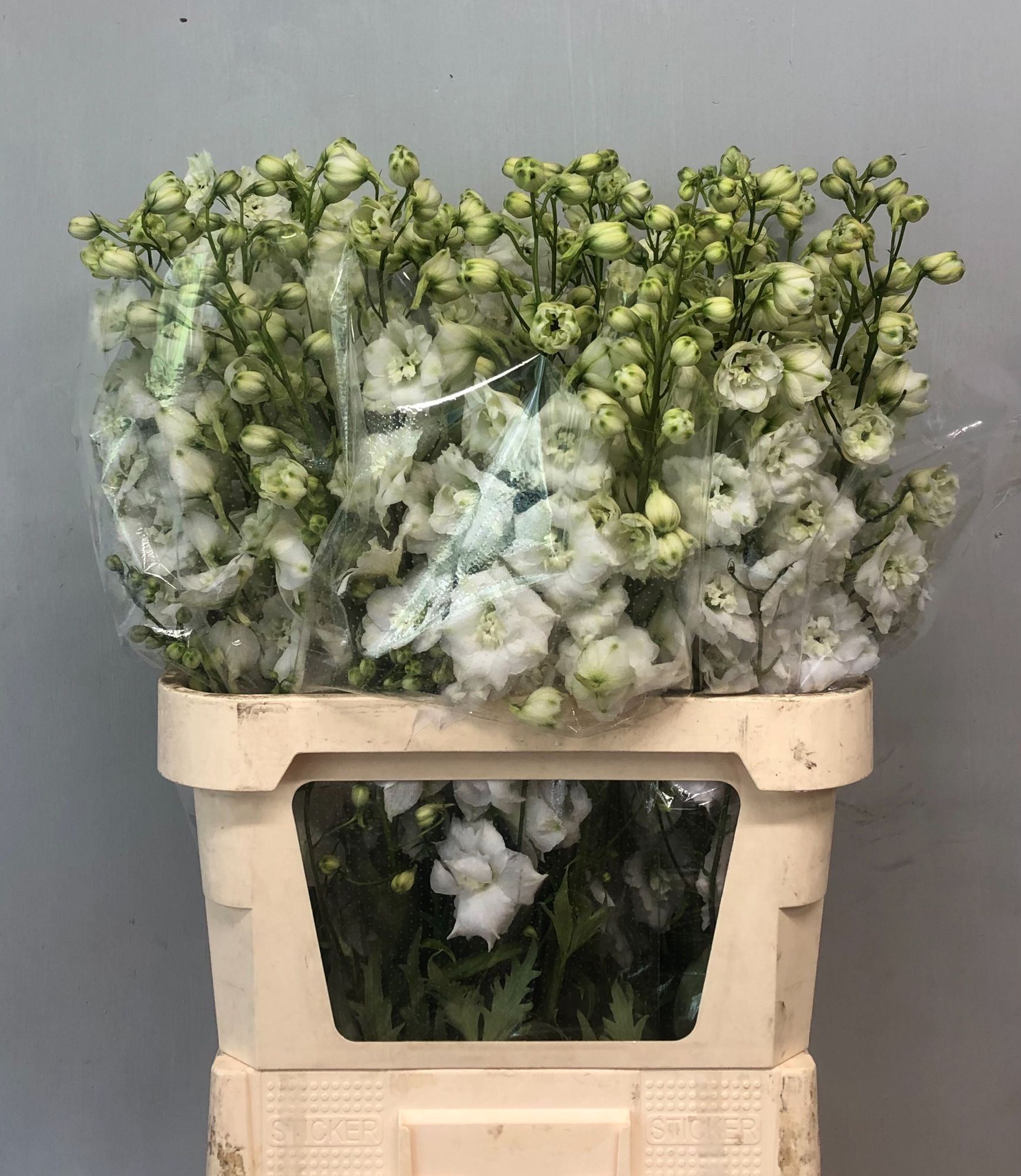 Delphinium Elatum Centurion White 90cm