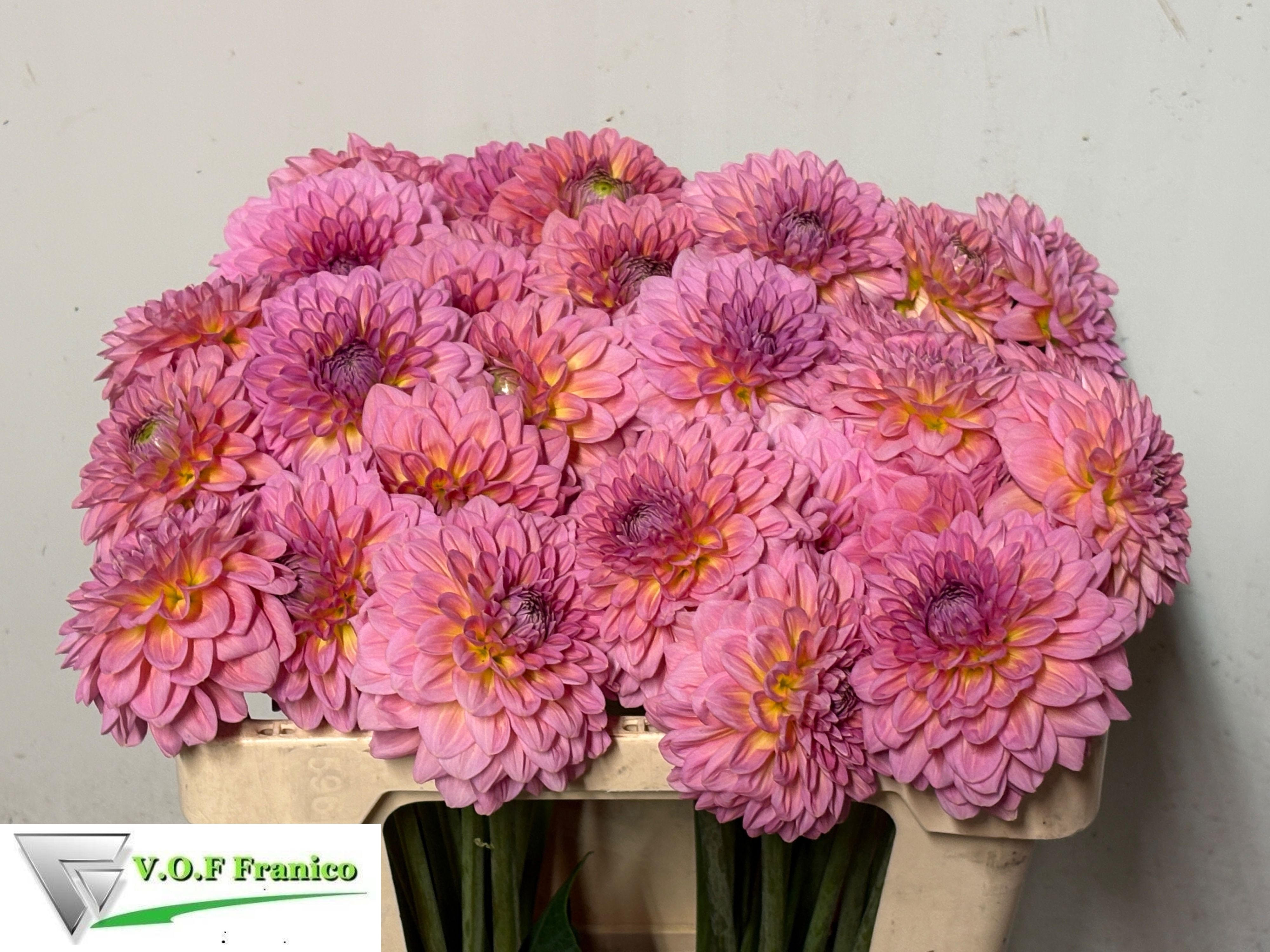 Dahlia Pink Runner 50cm
