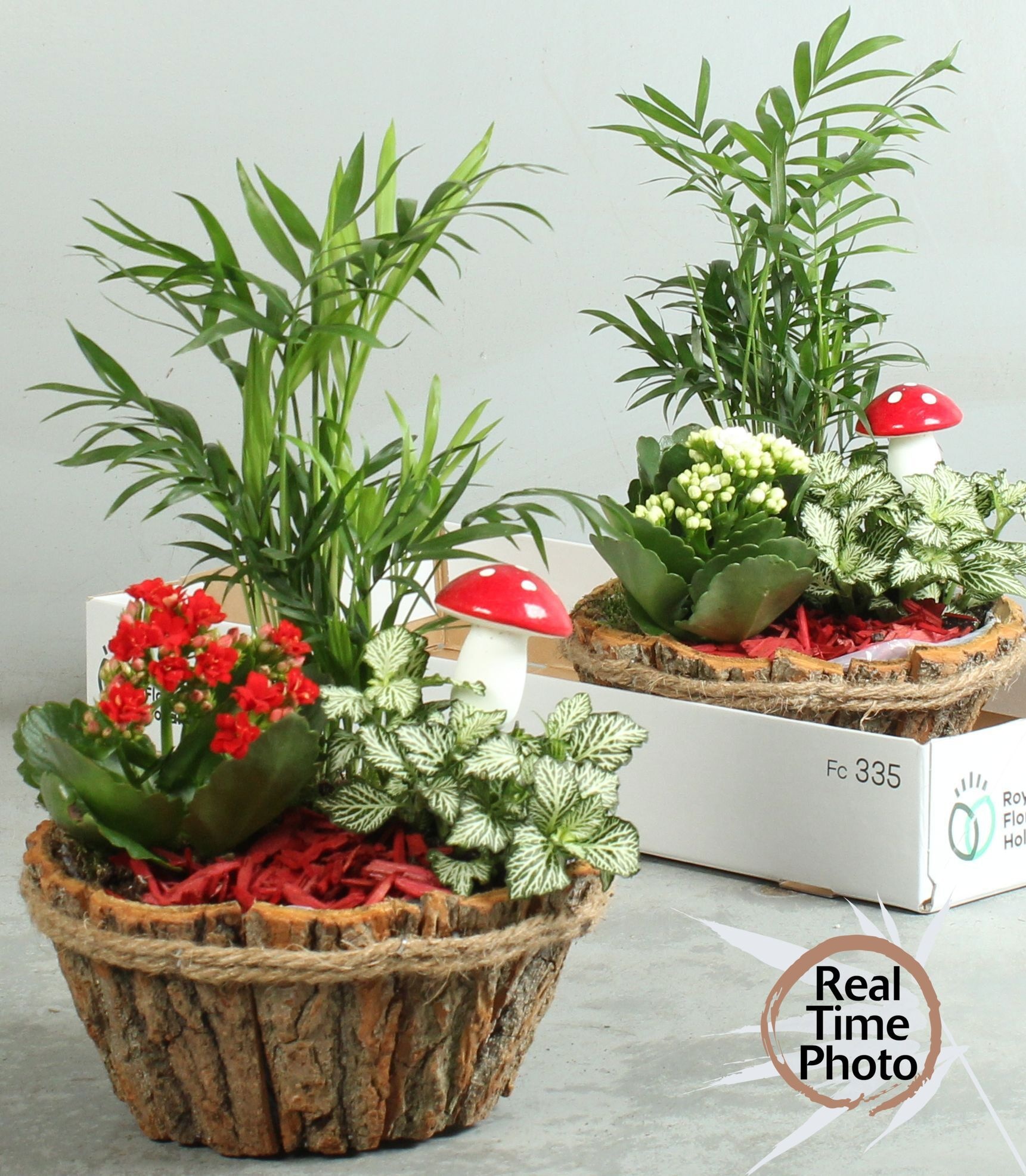 Arrangement Indoor 20Ø 25cm