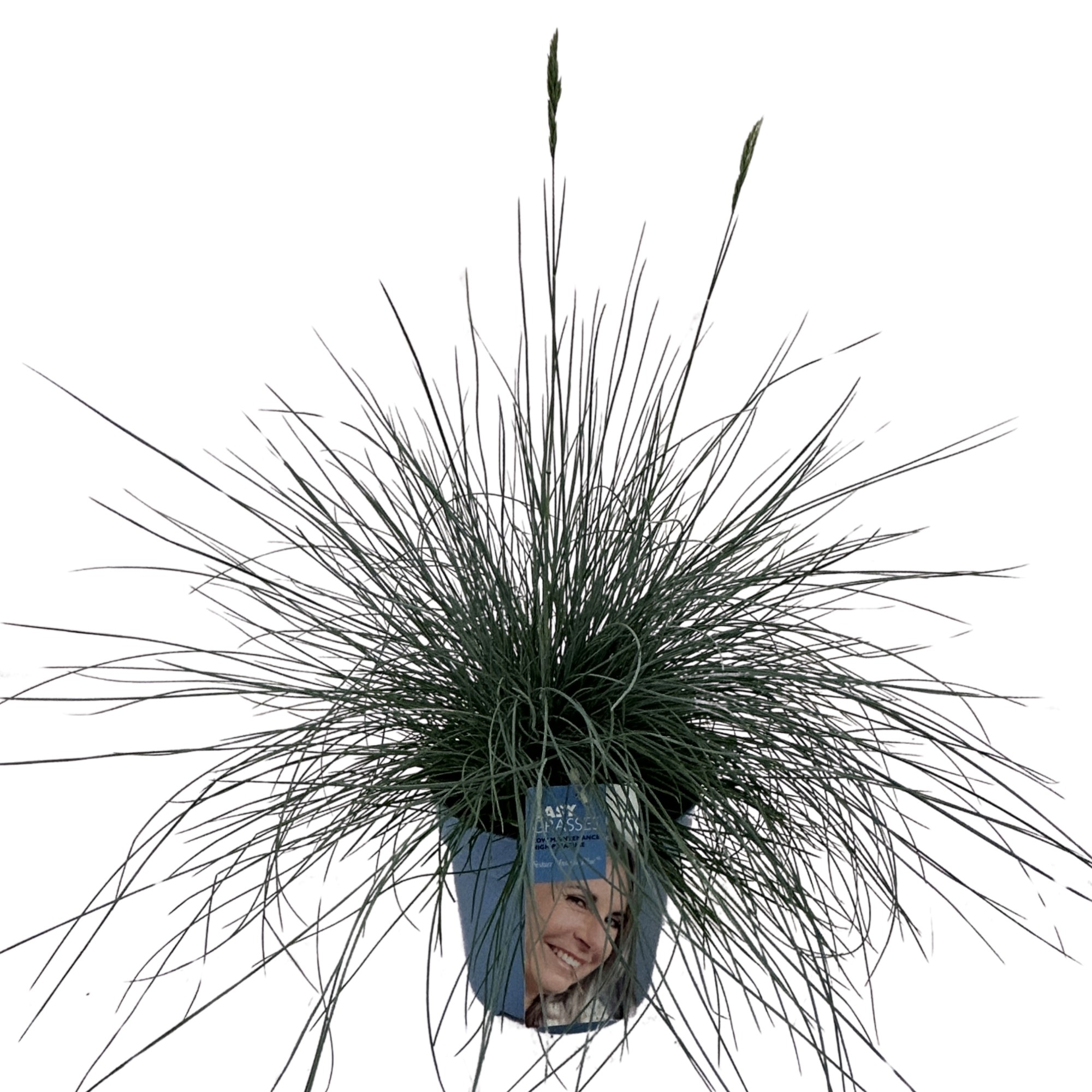 Picture of Festuca Intense Blue® Blue