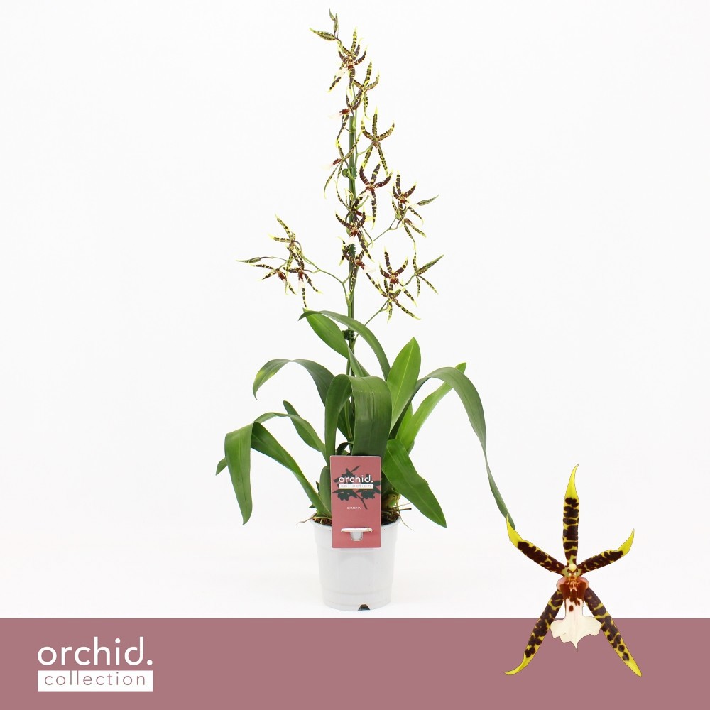 Brassia, Yellow Spider 1-spike 'orchid Collection'