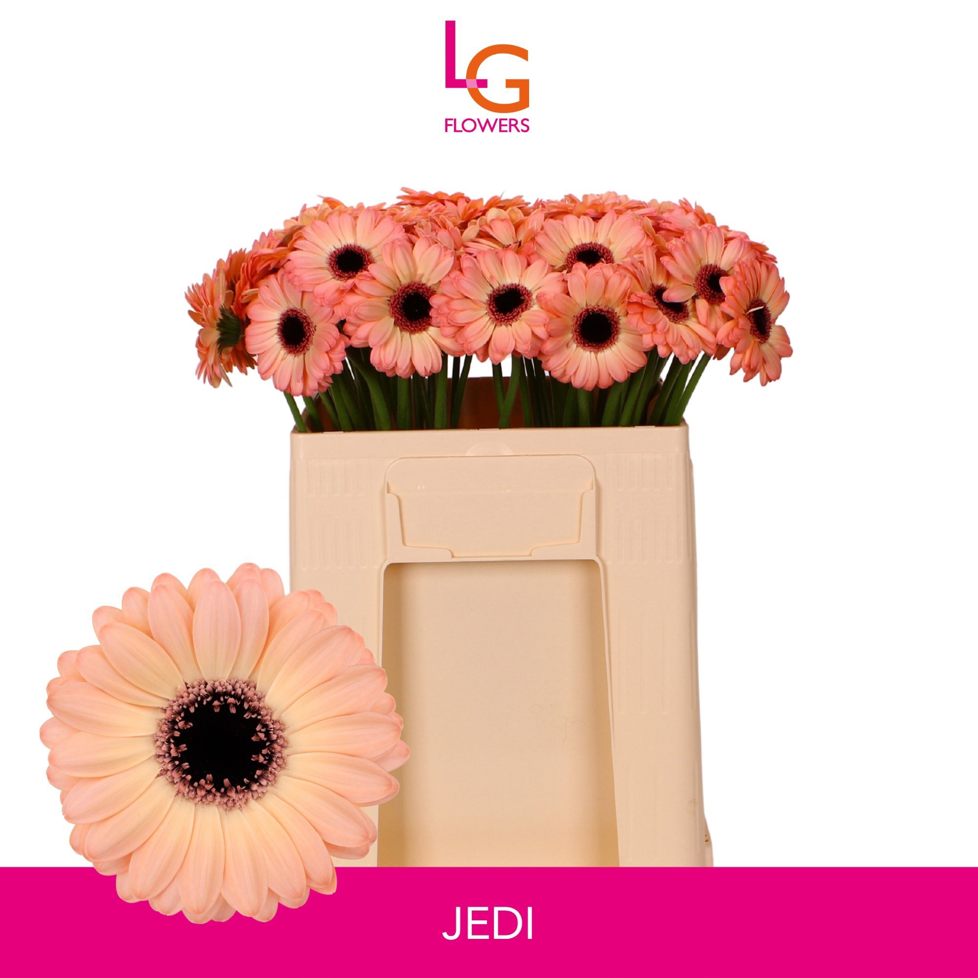 Ge Mi Jedi