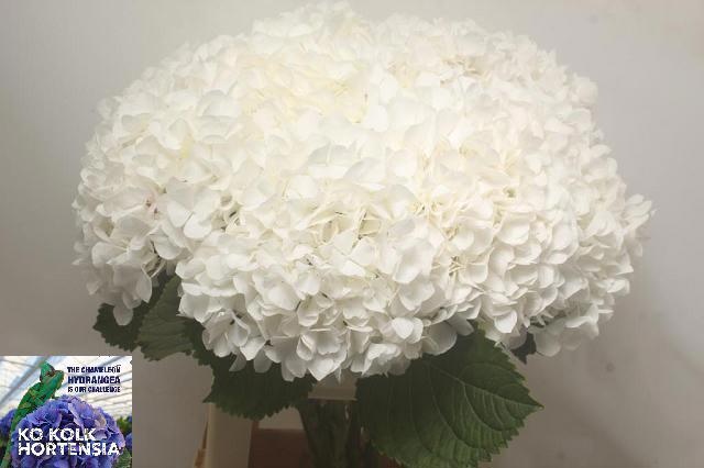 Hydrangea White Verena 70cm 22Ø