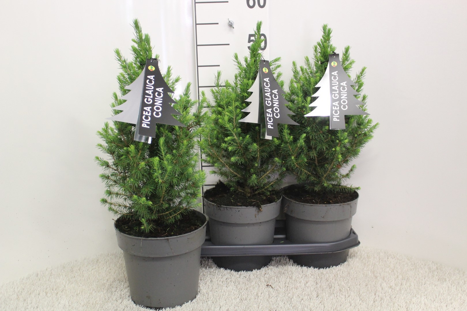 Picture of Picea glauca Conica P19 (3 Ltr) 60/CM-INCL-POT/POTGROWN